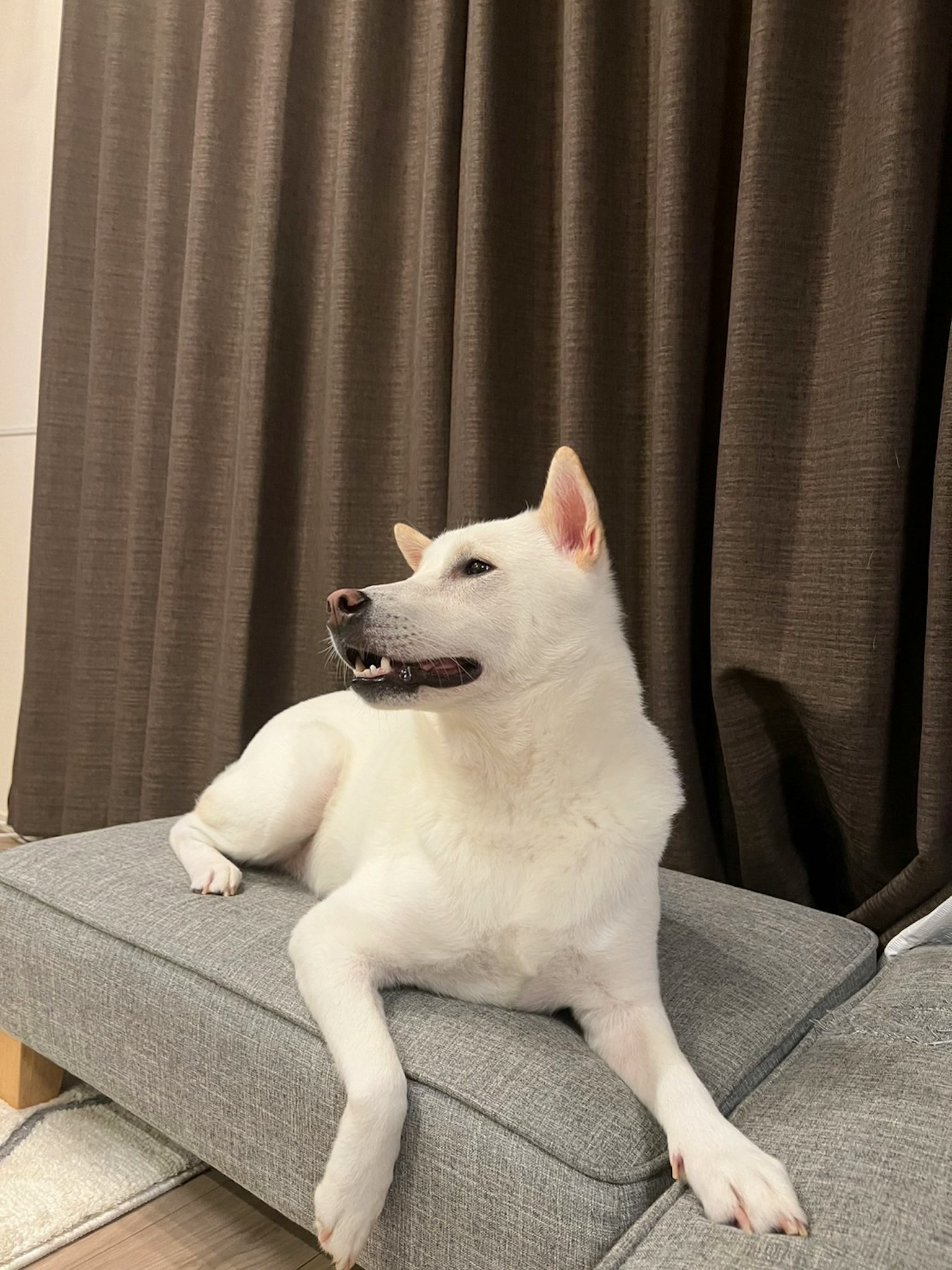 Anjing putih duduk di sofa