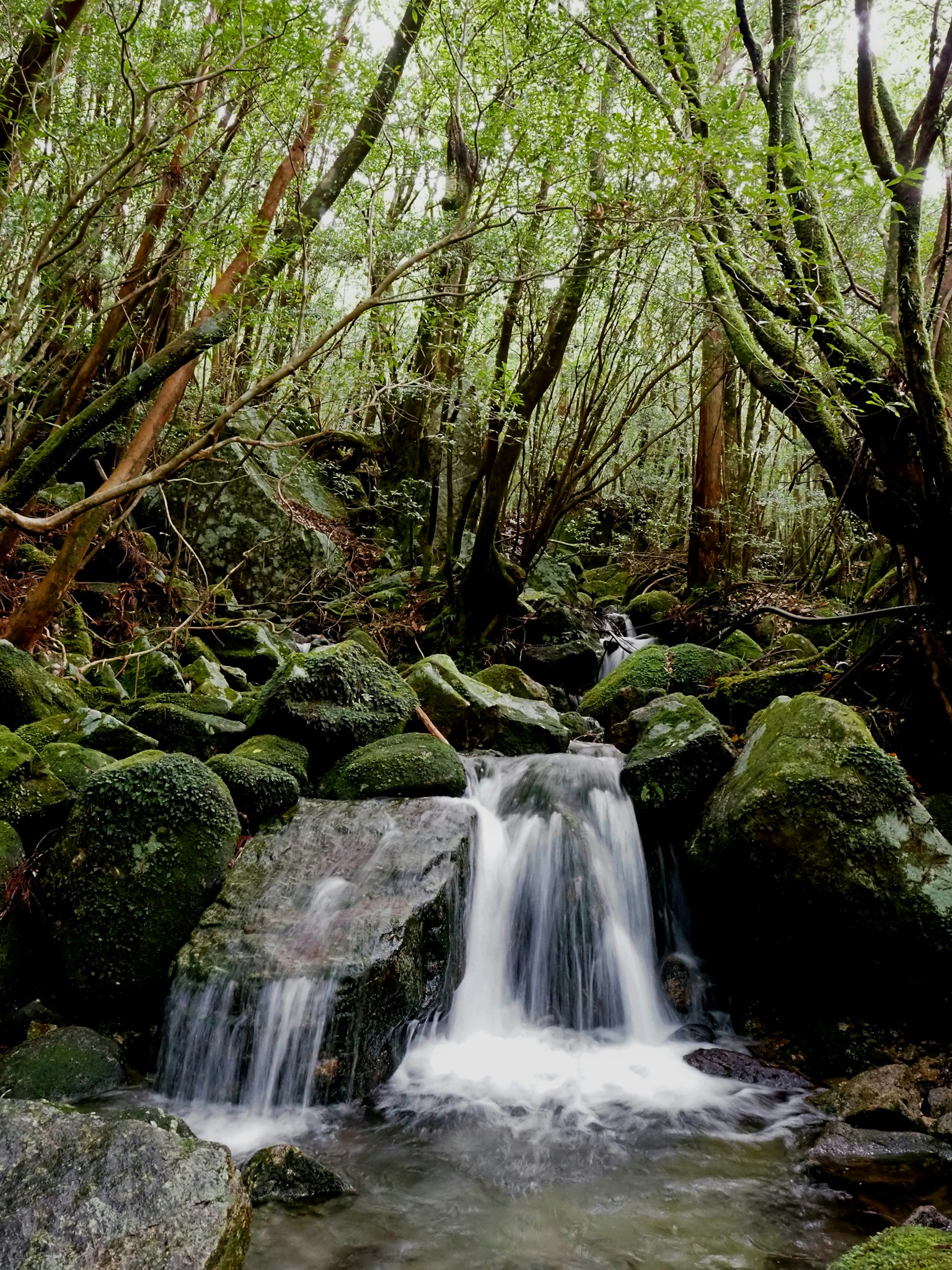 Petite cascade sur des rochers couverts de mousse dans une forêt luxuriante
