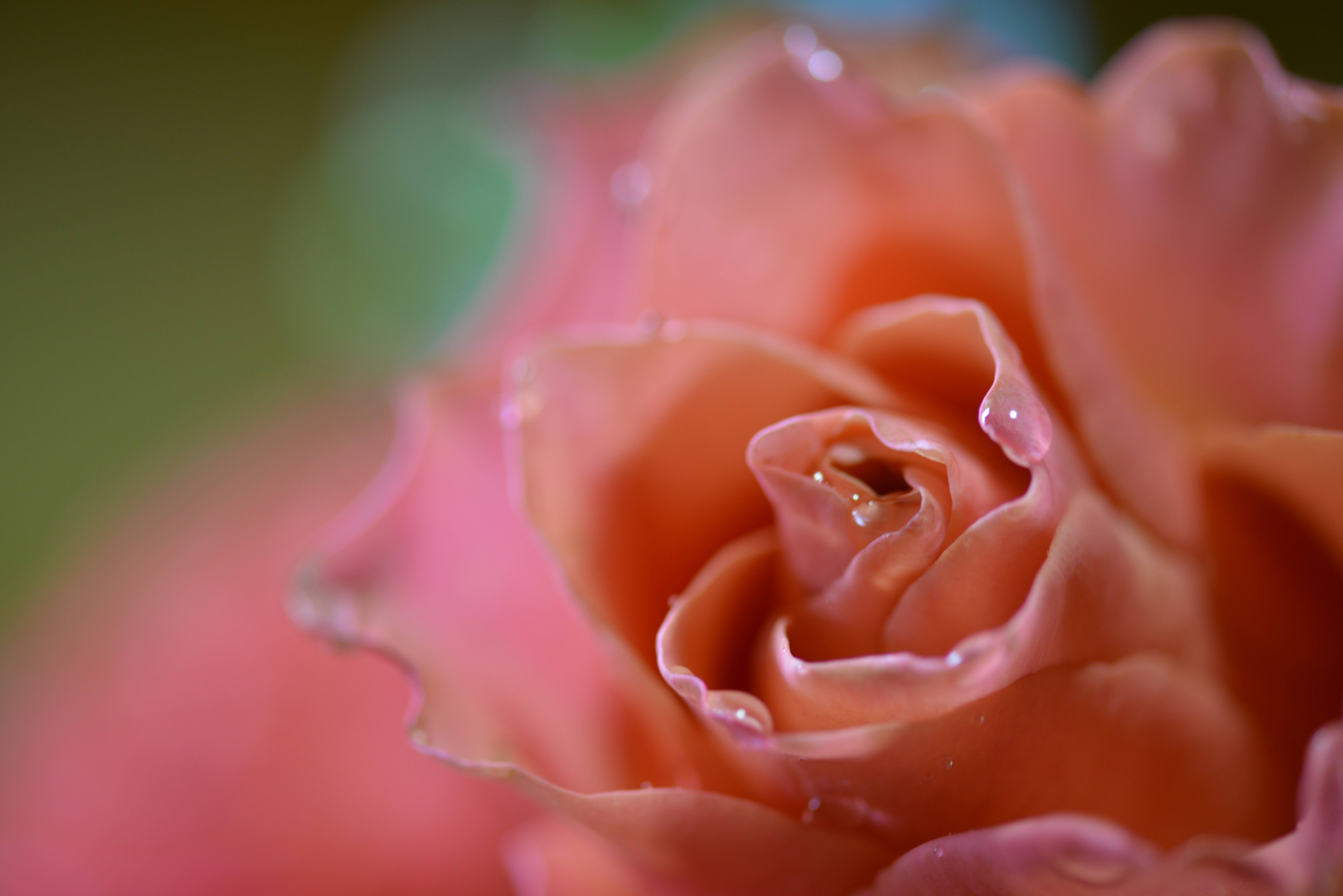 Nahaufnahme einer sanften rosa Rose mit Wassertropfen