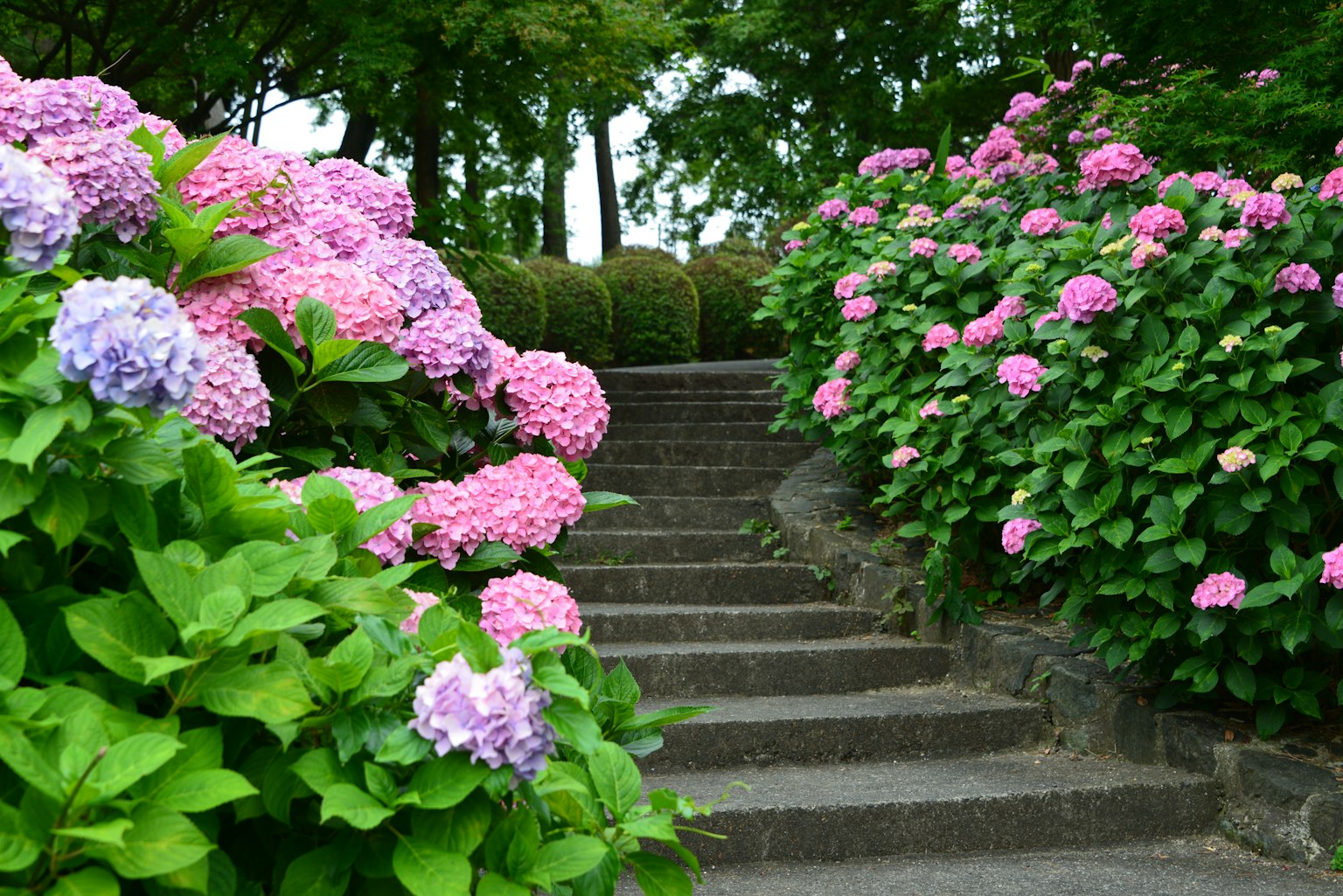 Fiori di ortensia colorati che fioriscono ai lati di una scalinata in pietra