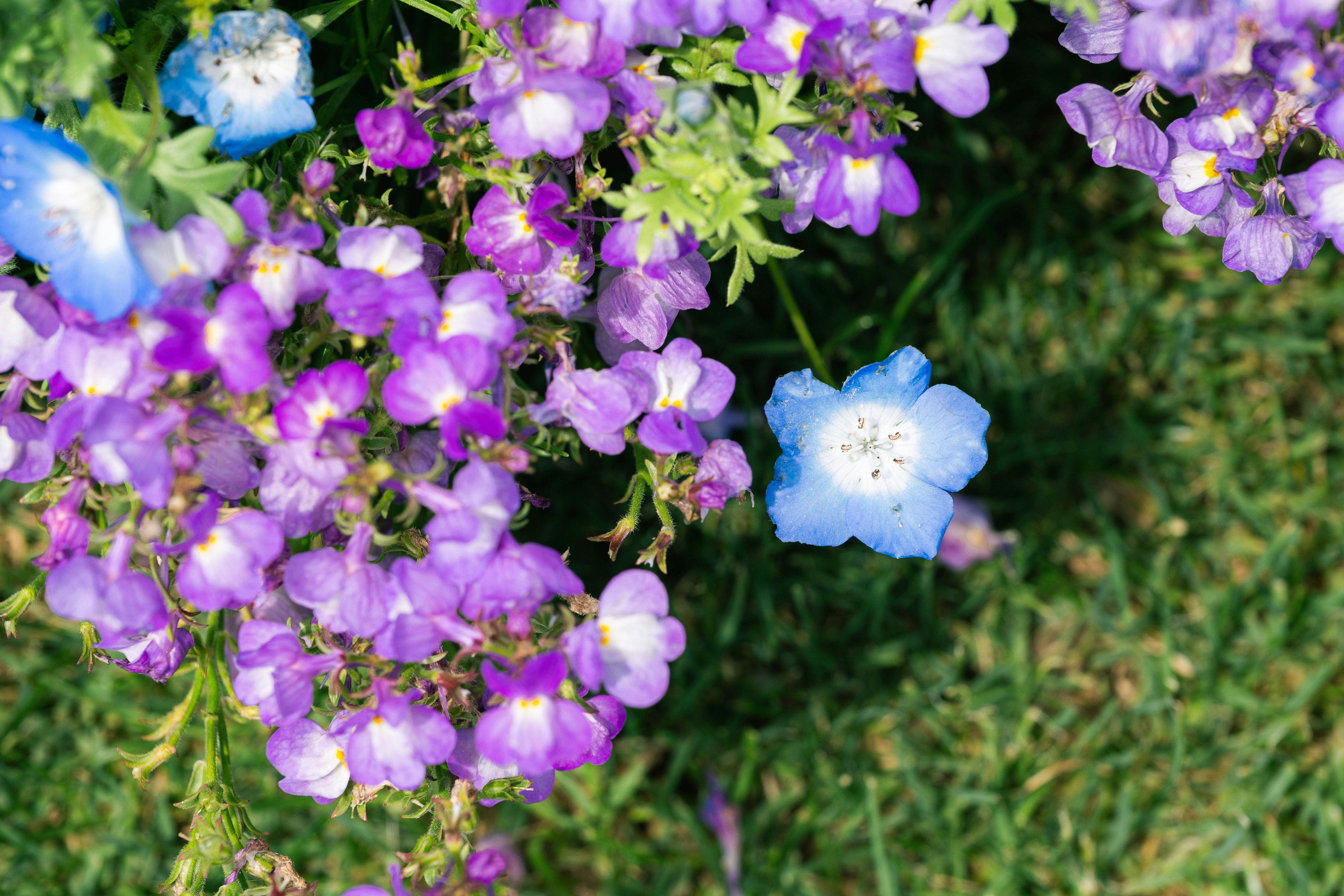 紫と青の花束のように咲く花と緑の芝生