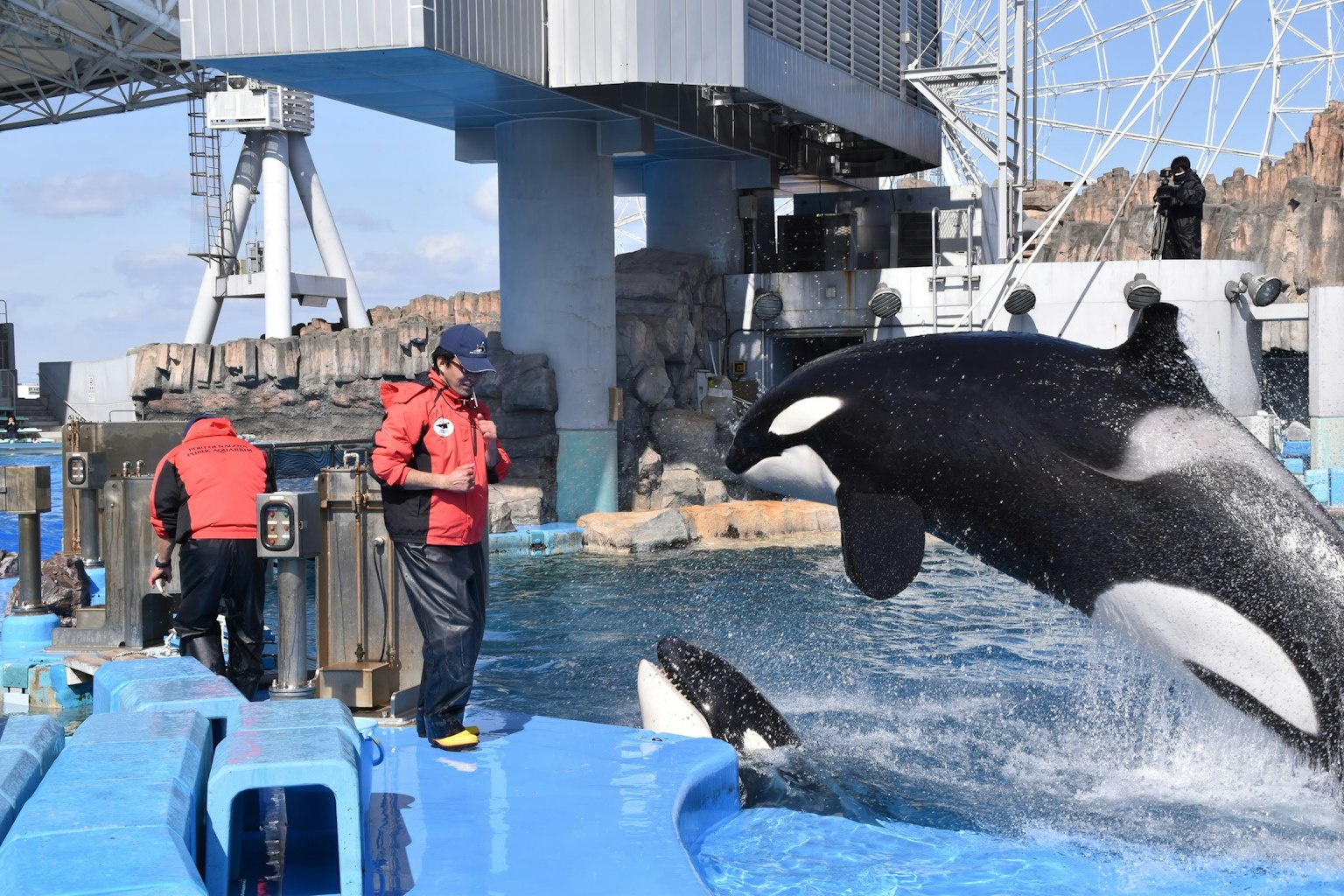 Orca saltando en una escena de parque marino dos entrenadores cerca