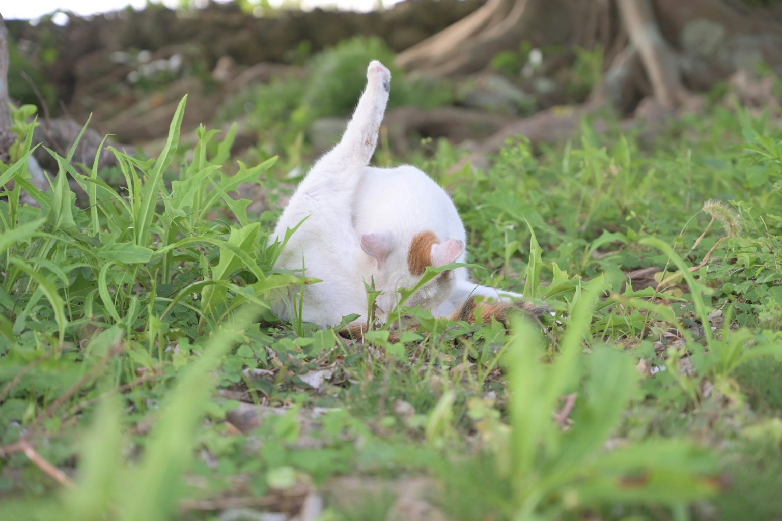 Un gato blanco jugando en la hierba