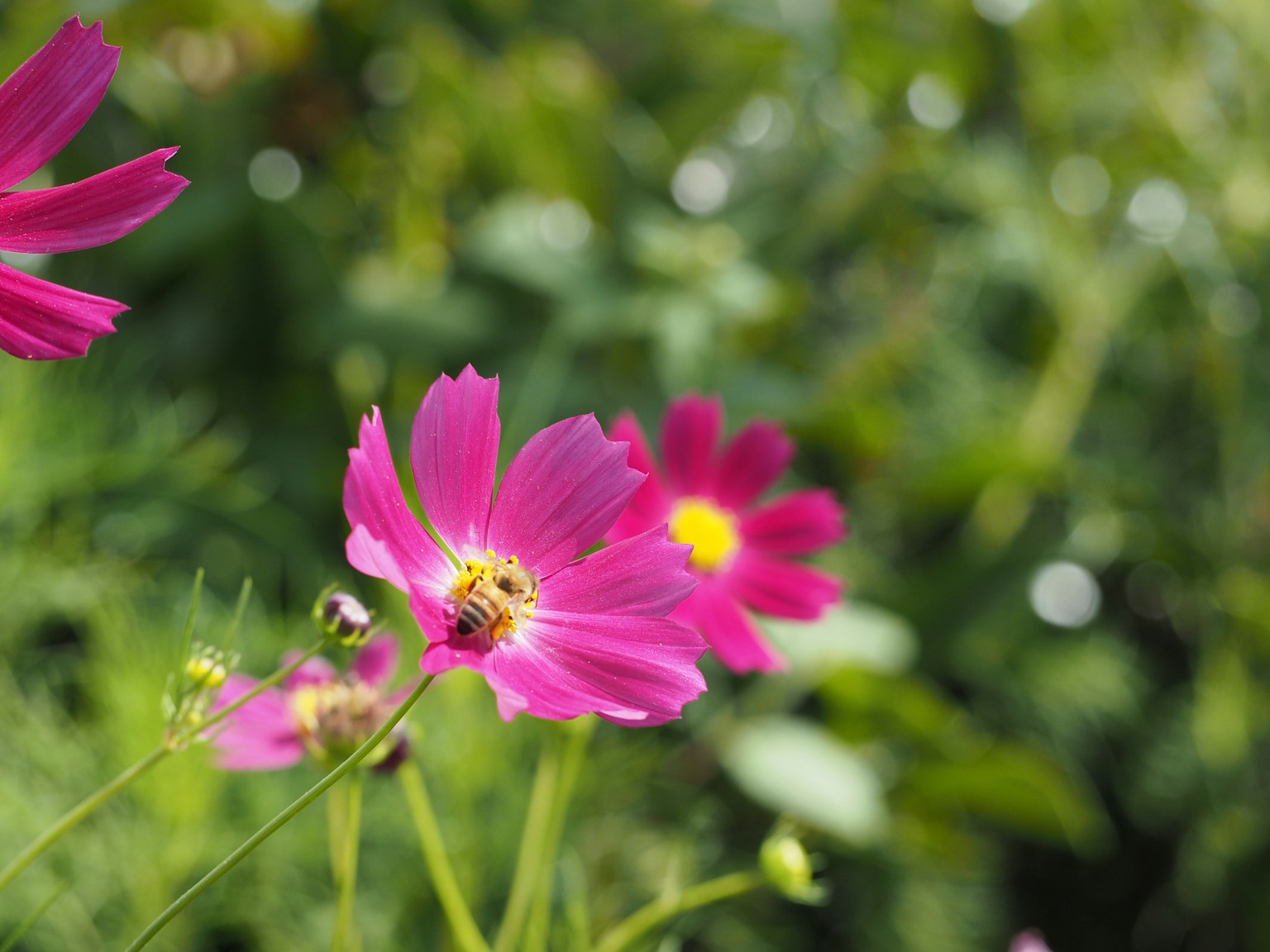Lebendige rosa Kosmosblumen mit grünem Hintergrund