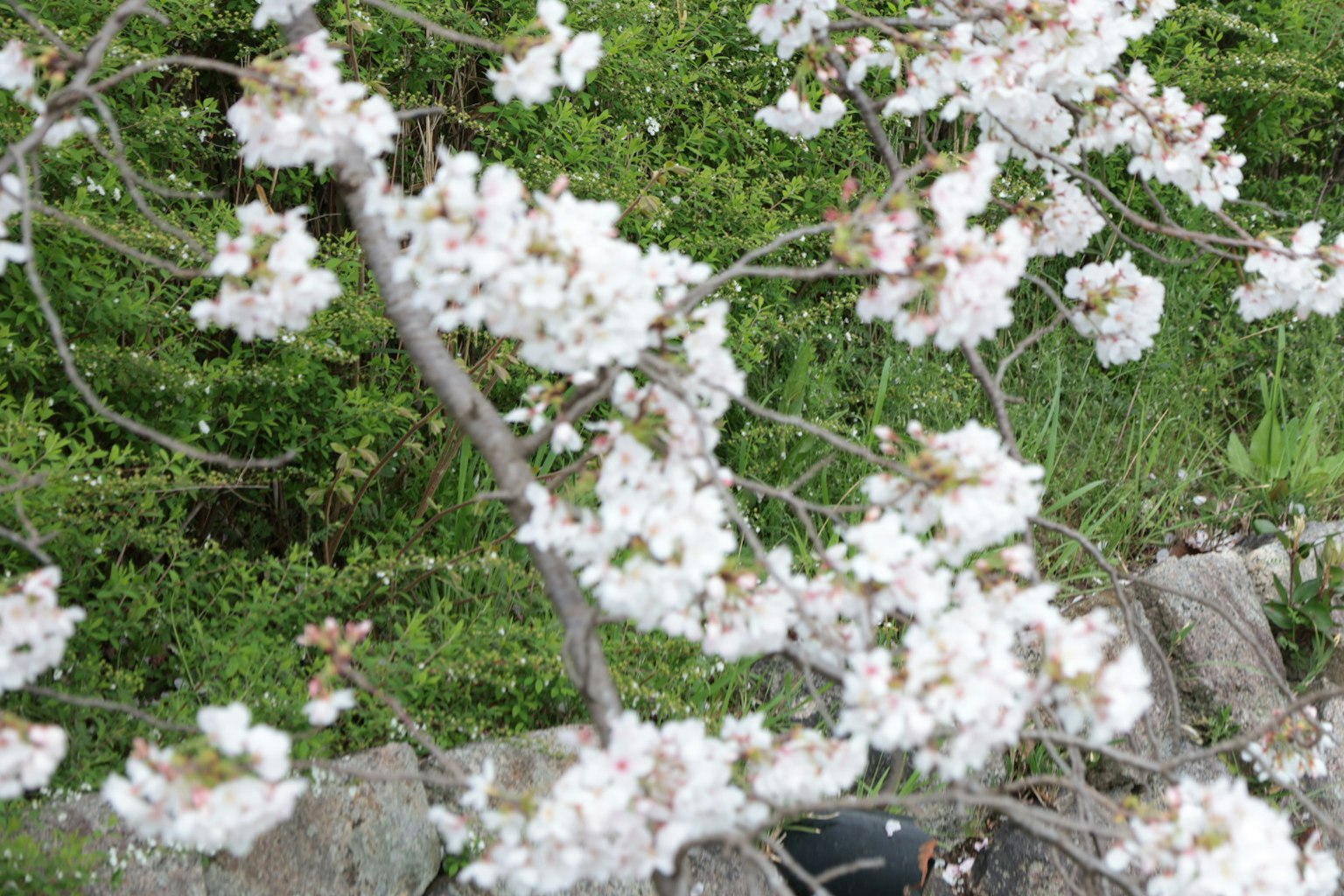 Gros plan de branches de cerisier en fleurs avec des fleurs blanches sur un fond vert