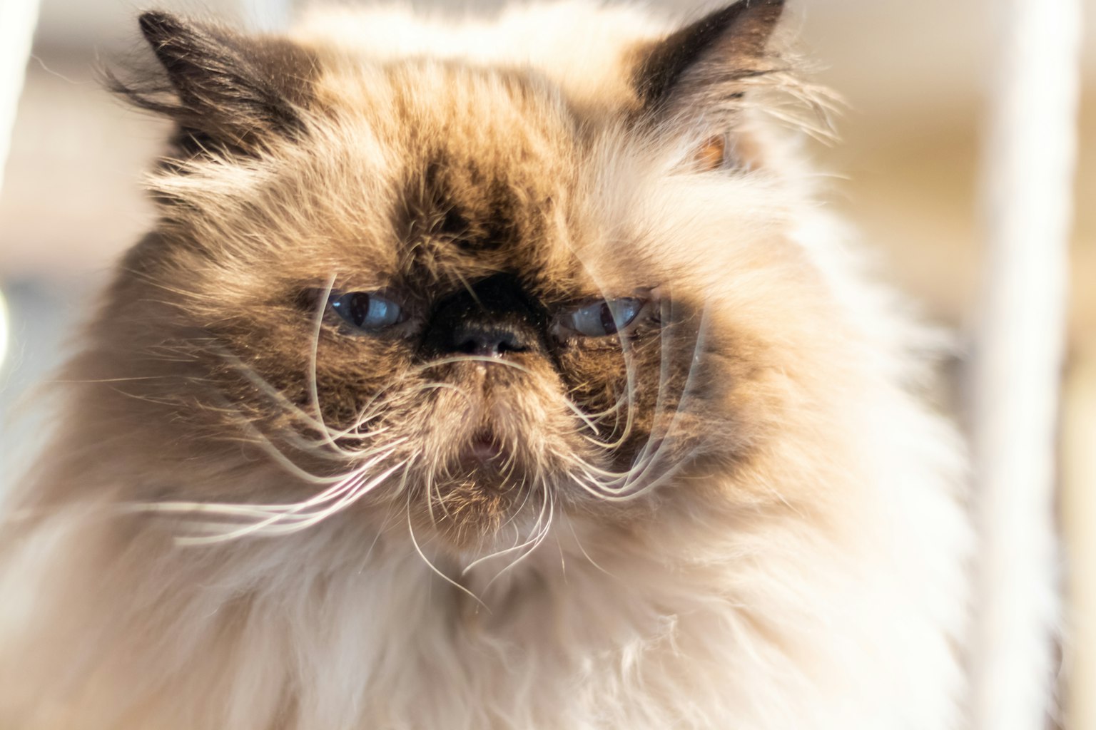 Primer plano de un gato persa con pelaje esponjoso y ojos grandes