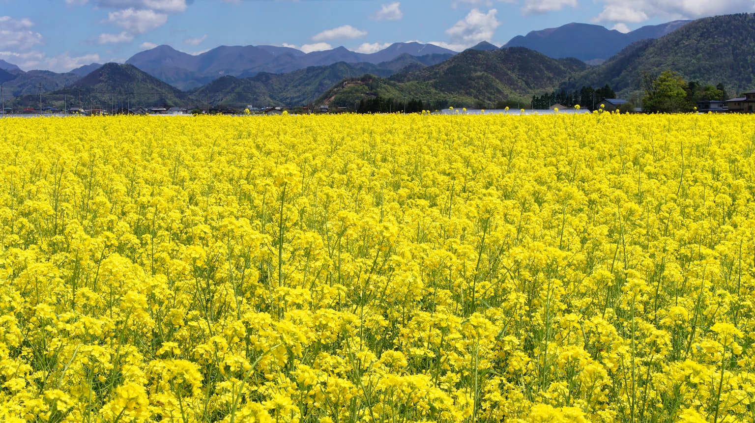 Lebendige gelbe Rapsblumenfelder mit fernen Bergen