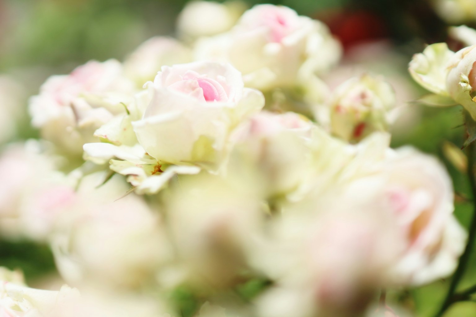 柔和粉色玫瑰花束的特写