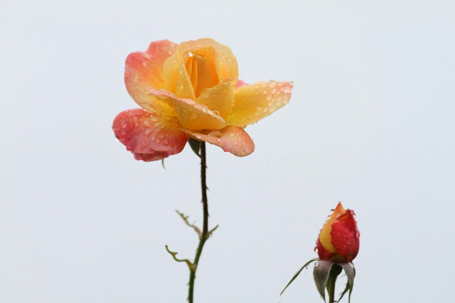 Fleur de rose orange et jaune avec des gouttes de pluie et un bouton