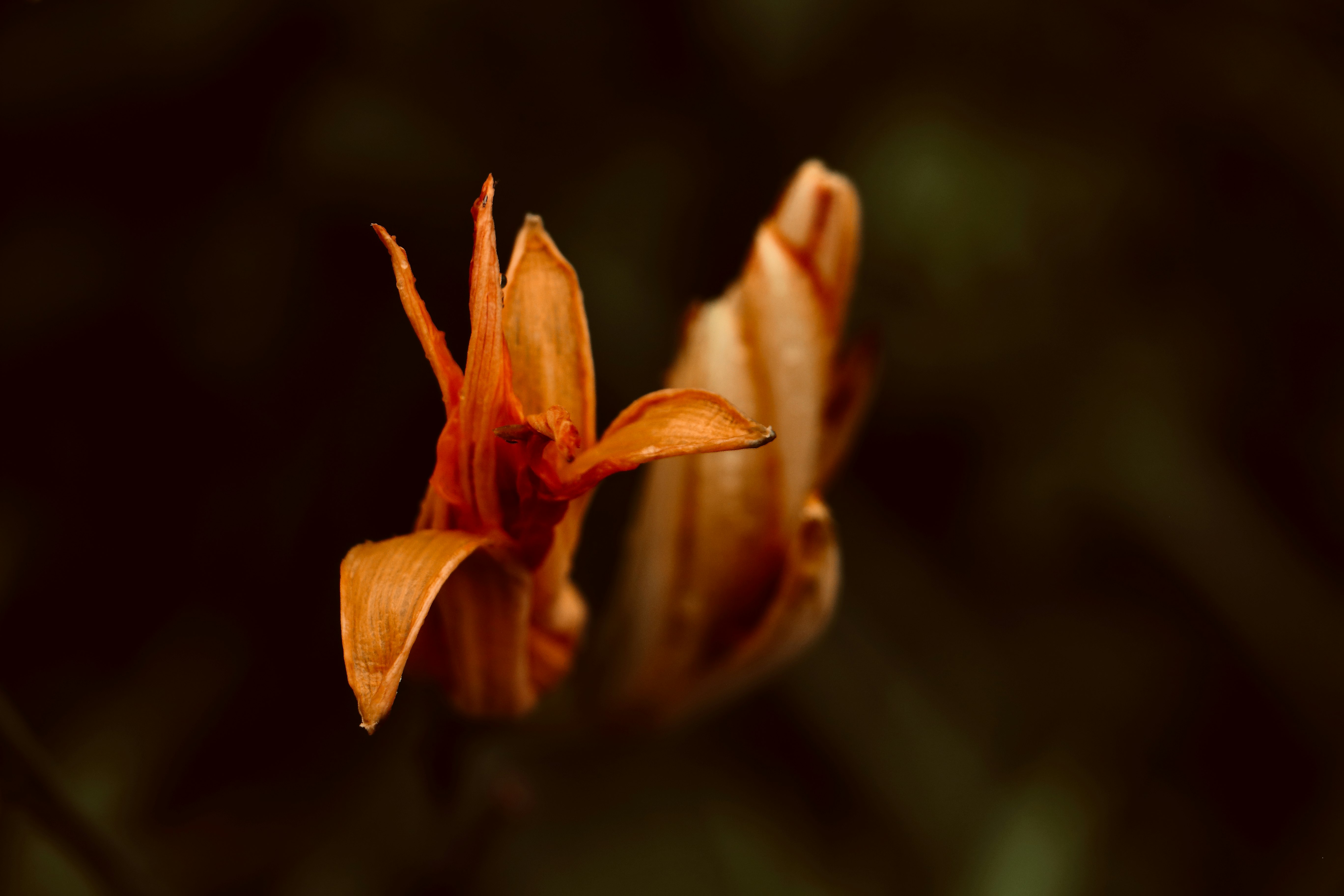 #flowerの花びらが浮かぶ自然のマクロ画像