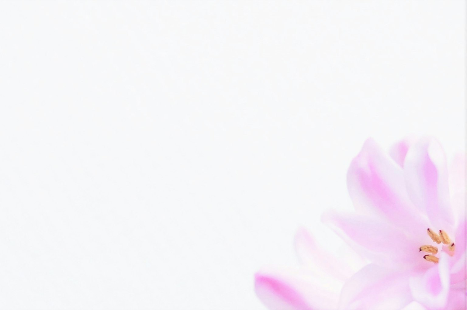 Une fleur rose délicate partiellement visible sur un fond blanc