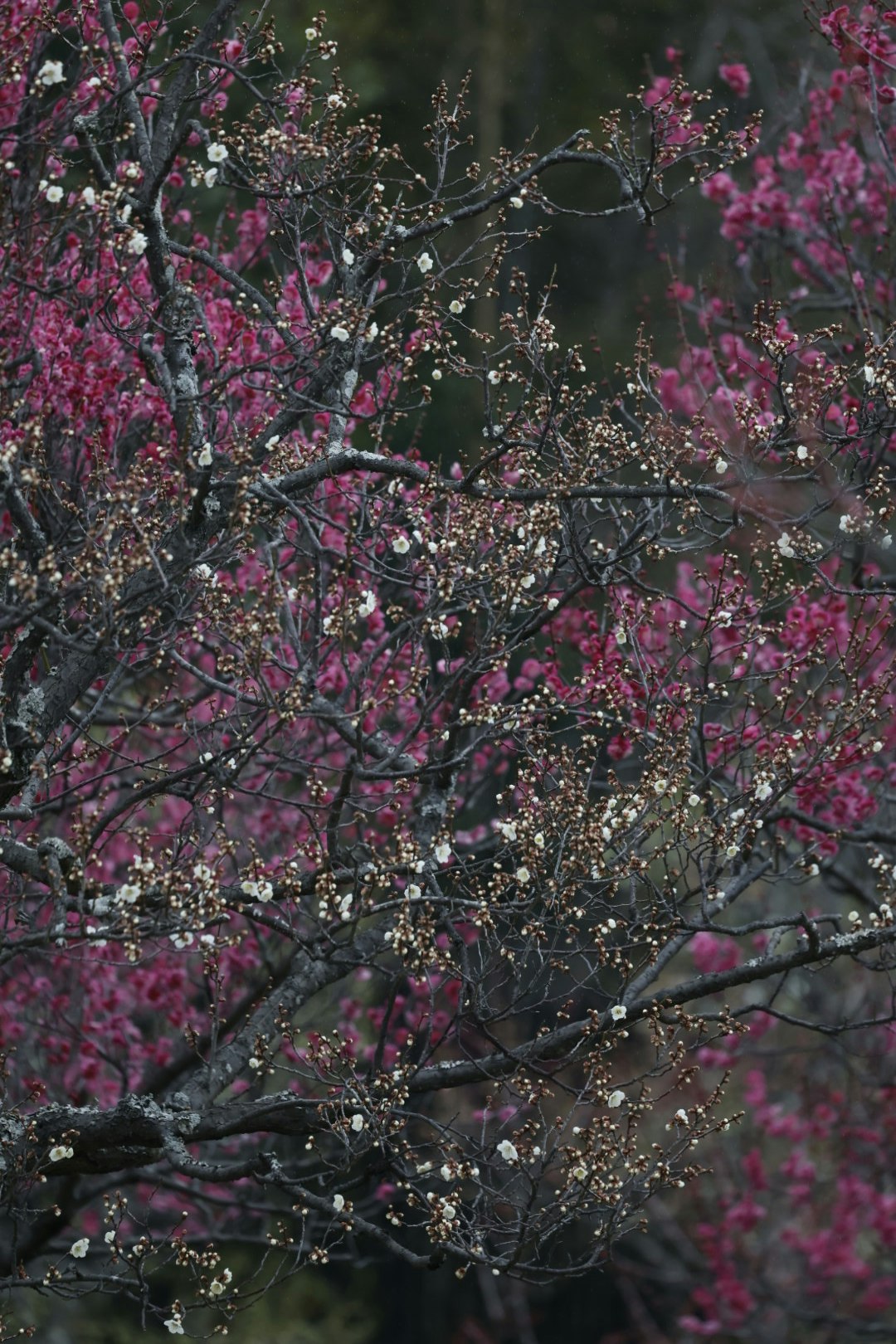 梅の花が咲く枝と花房のある風景