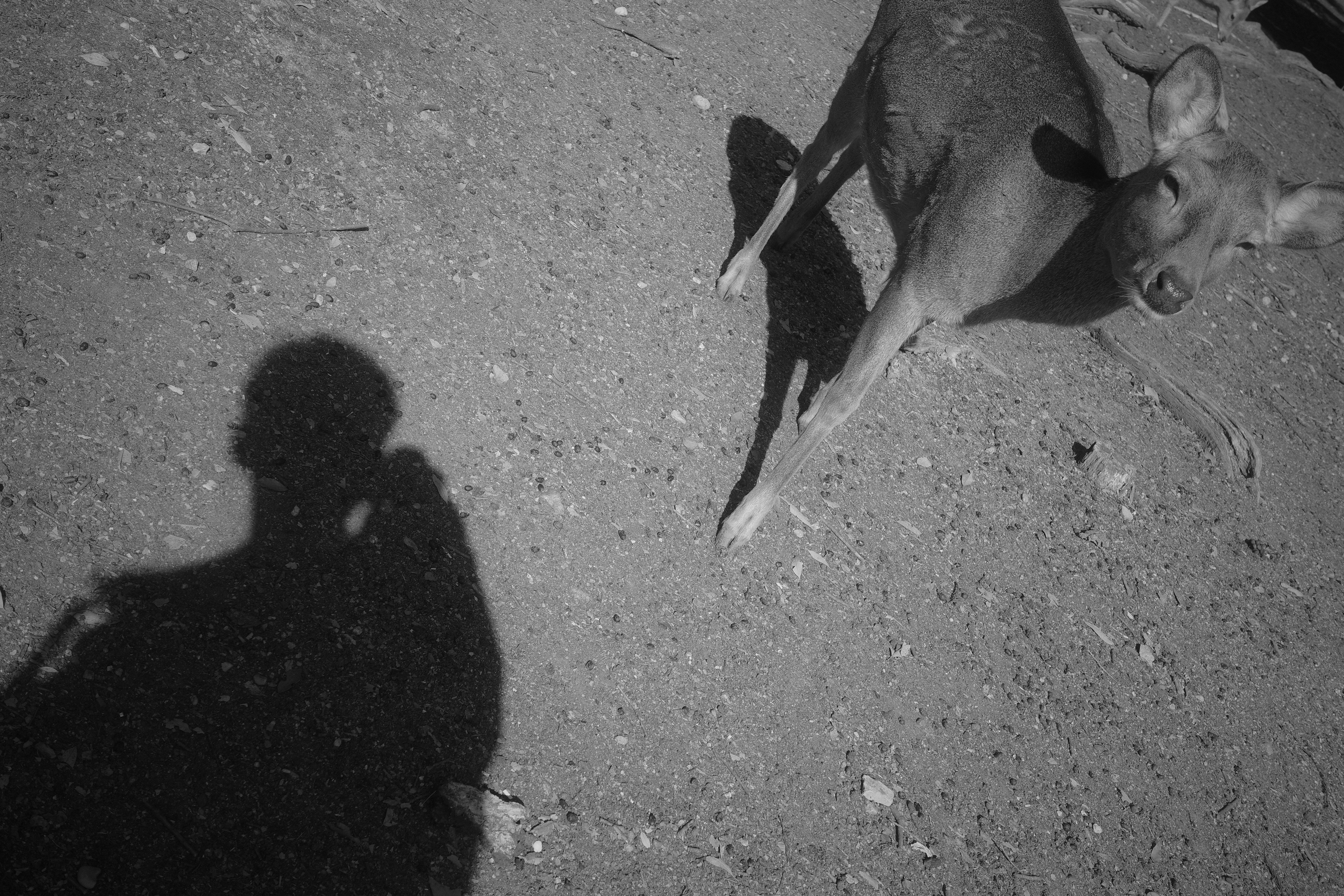 monochrome street moment with a shadowed person and a dog
