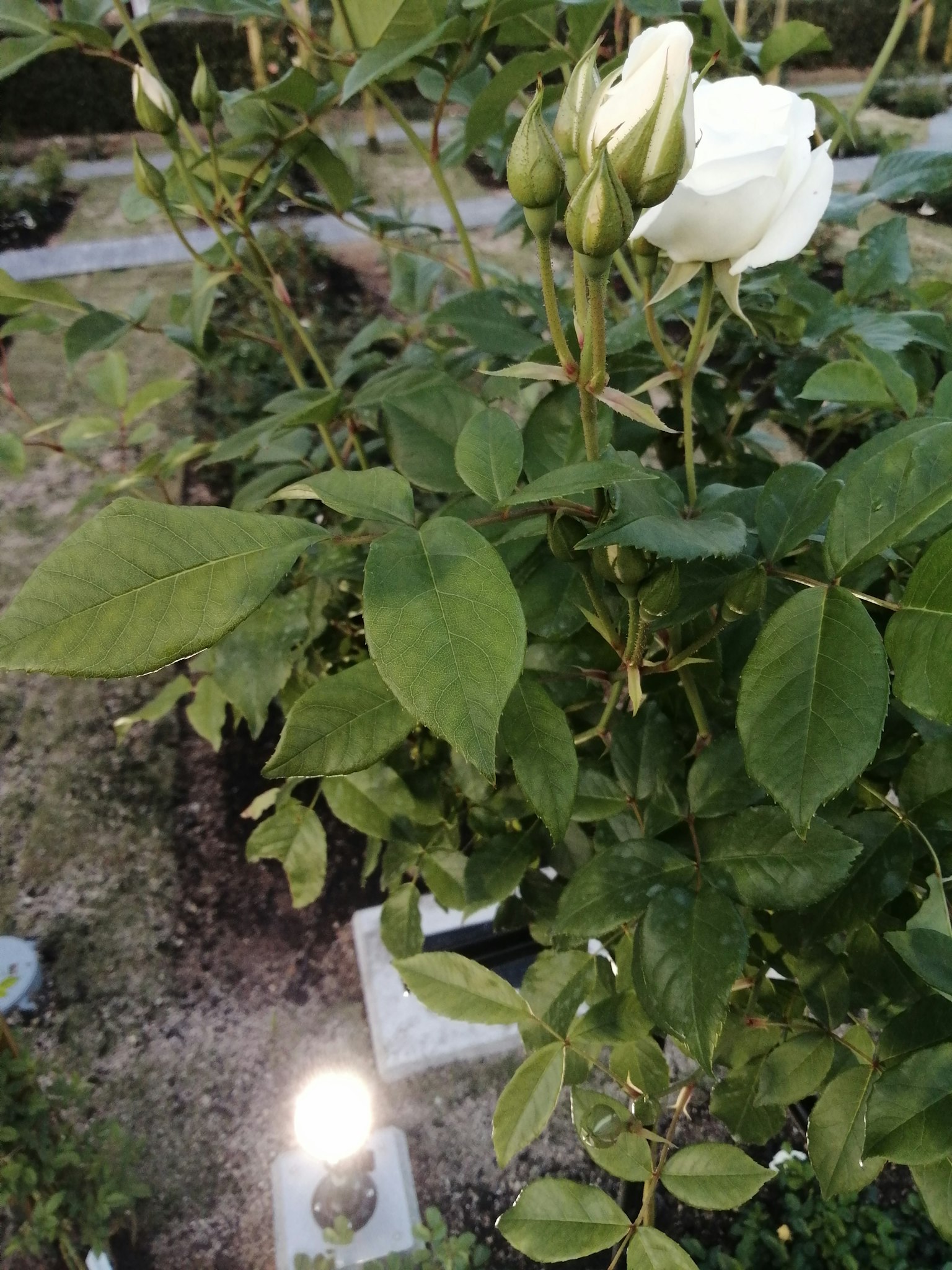 photo-cvIZ4zoK5ewpUQ4nvo58-image