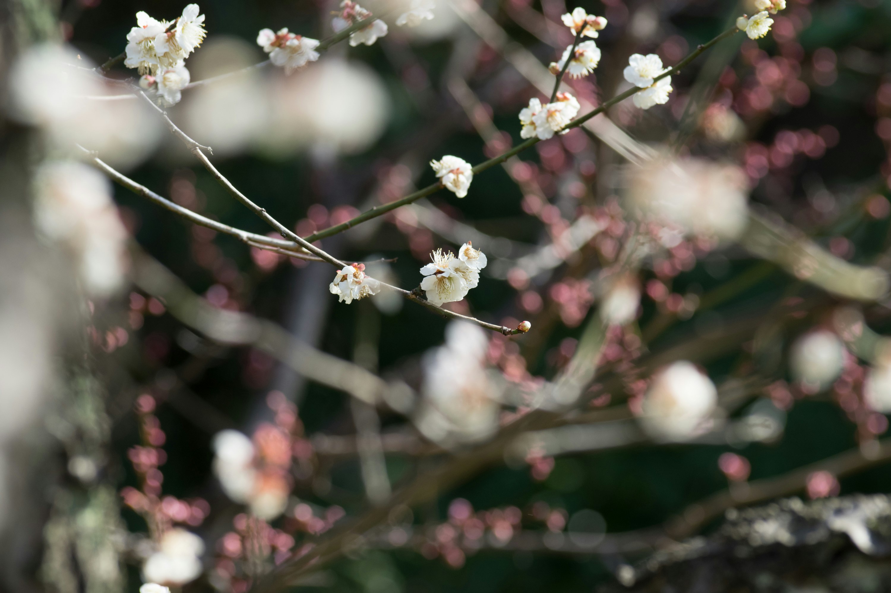 枝先に咲く白い花とピンクの花のボケ背景
