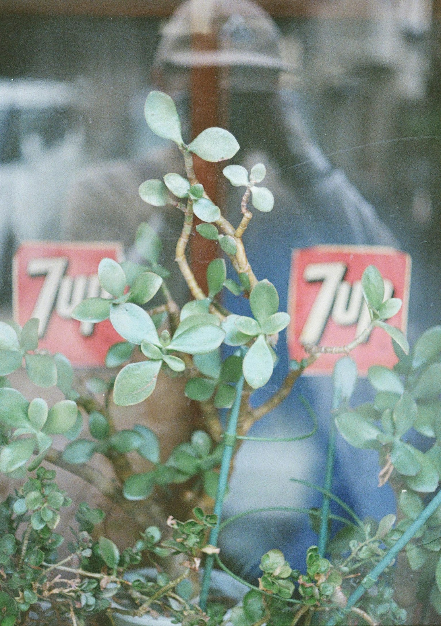 Grüne Pflanzen durch ein Fenster sichtbar mit 7UP-Logos im Hintergrund