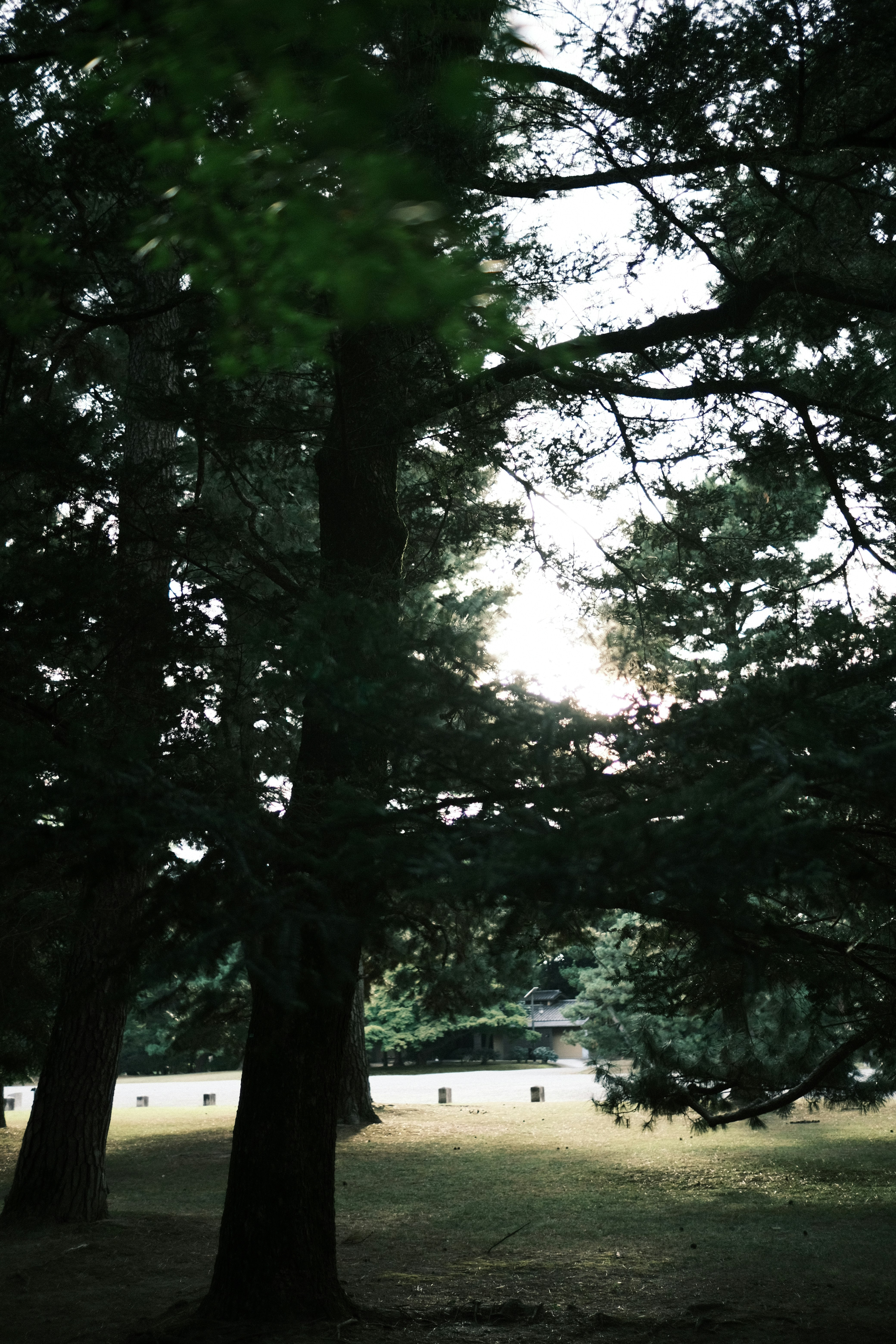 paysage de parc avec pelouse visible à travers les arbres
