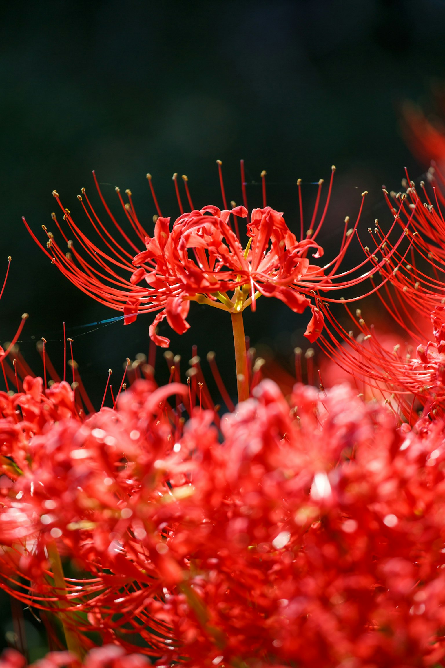 ภาพระยะใกล้ของดอกลิลลี่แมงมุมสีแดงสด
