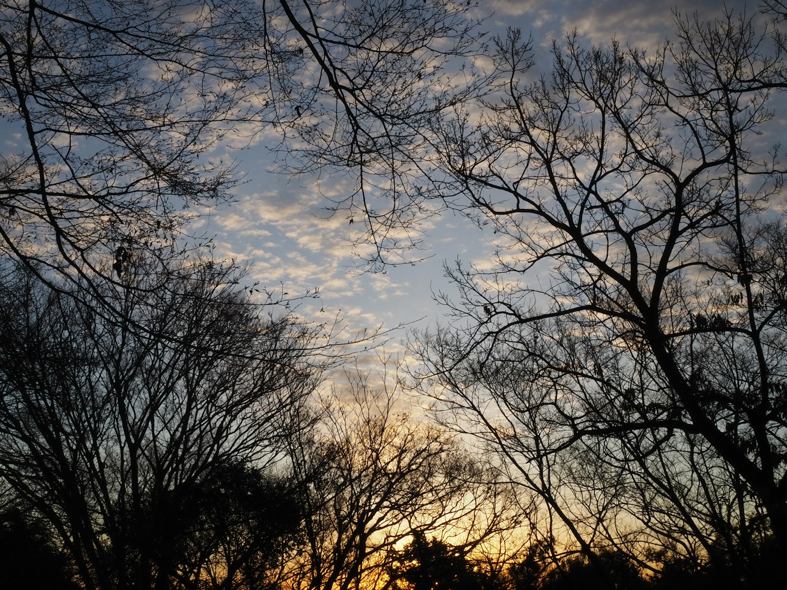 Silhouette of trees against a sunset sky