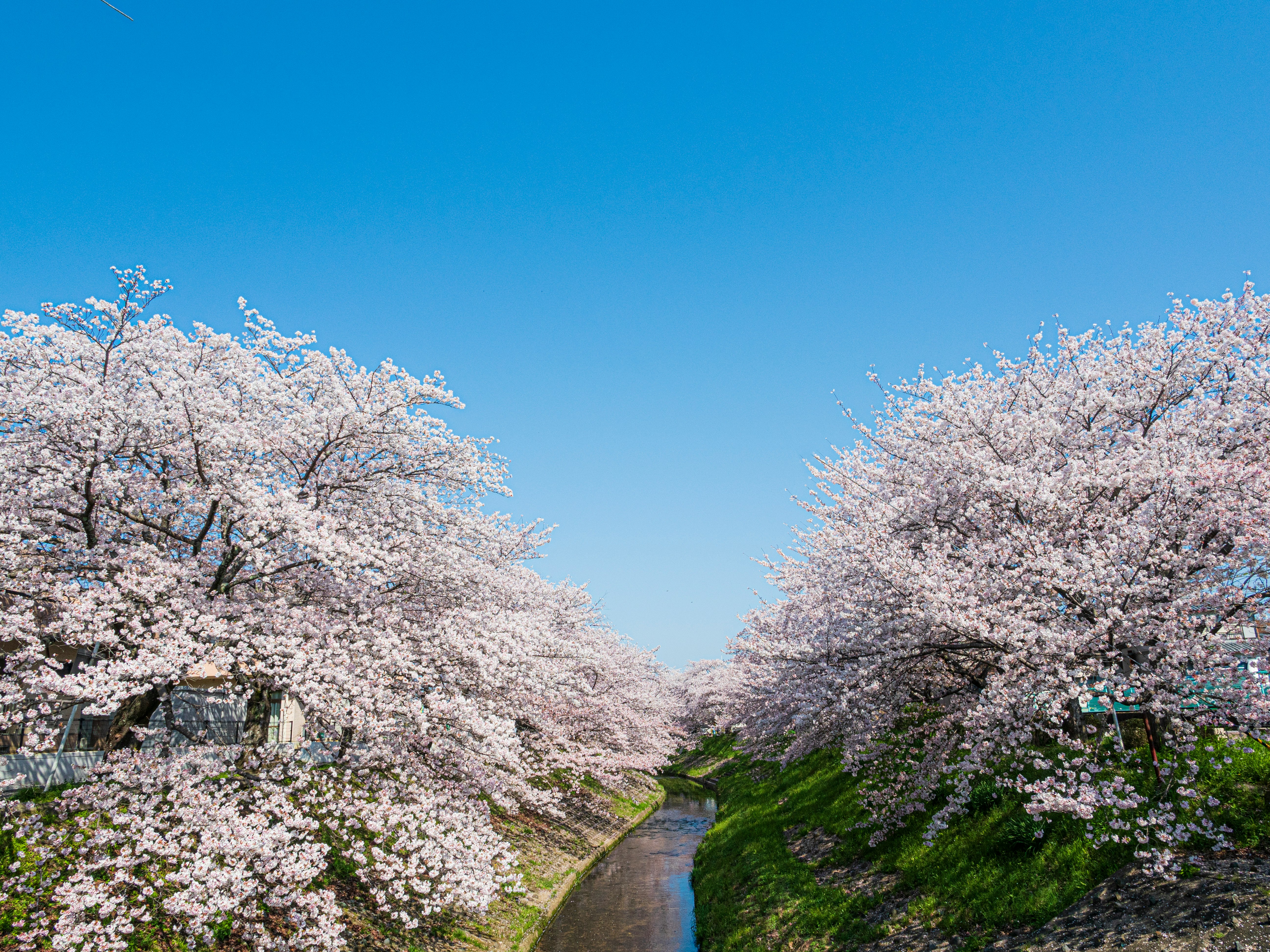 桜並木の小川沿いに続く小道