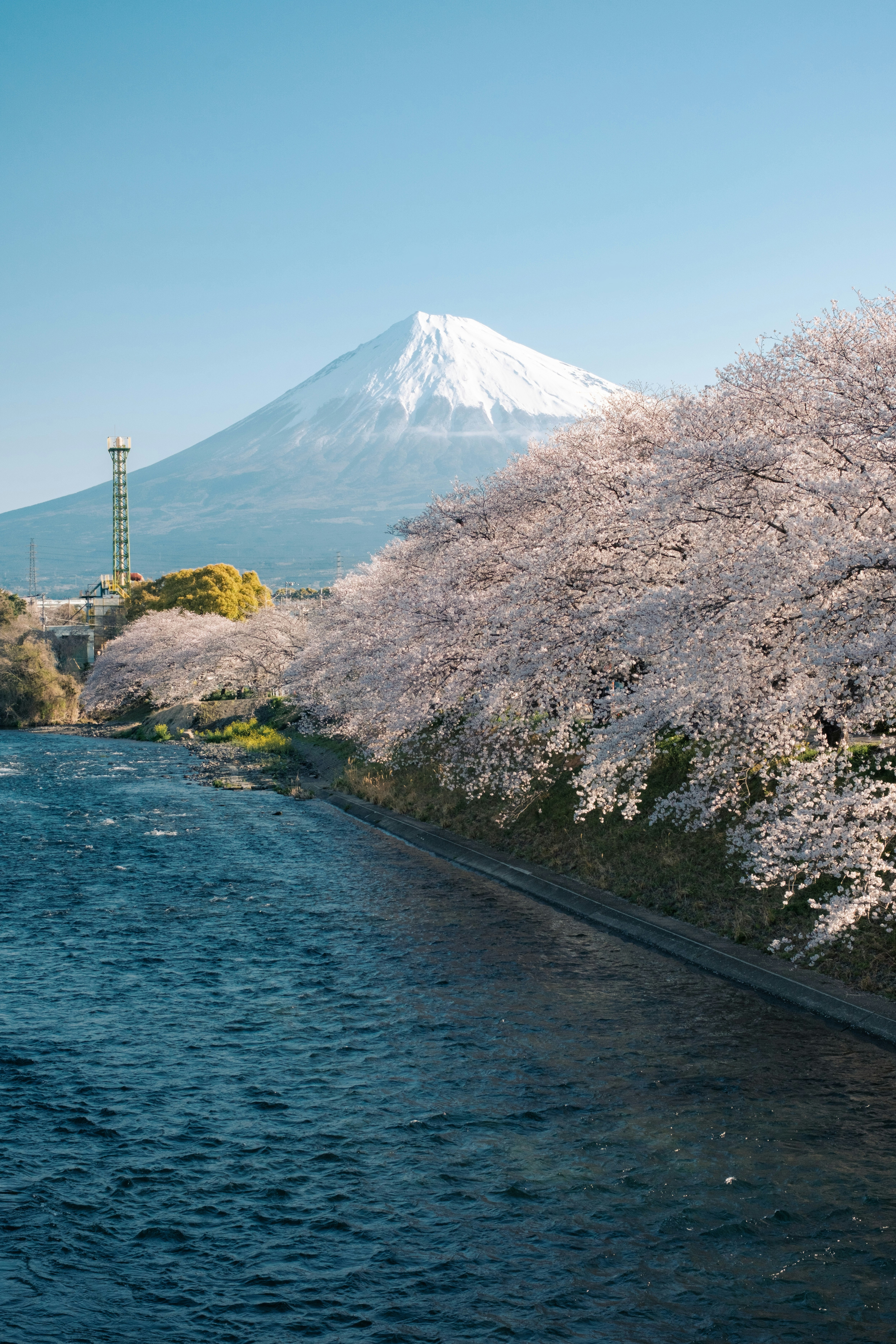 川沿いの桜並木と富士山の眺め