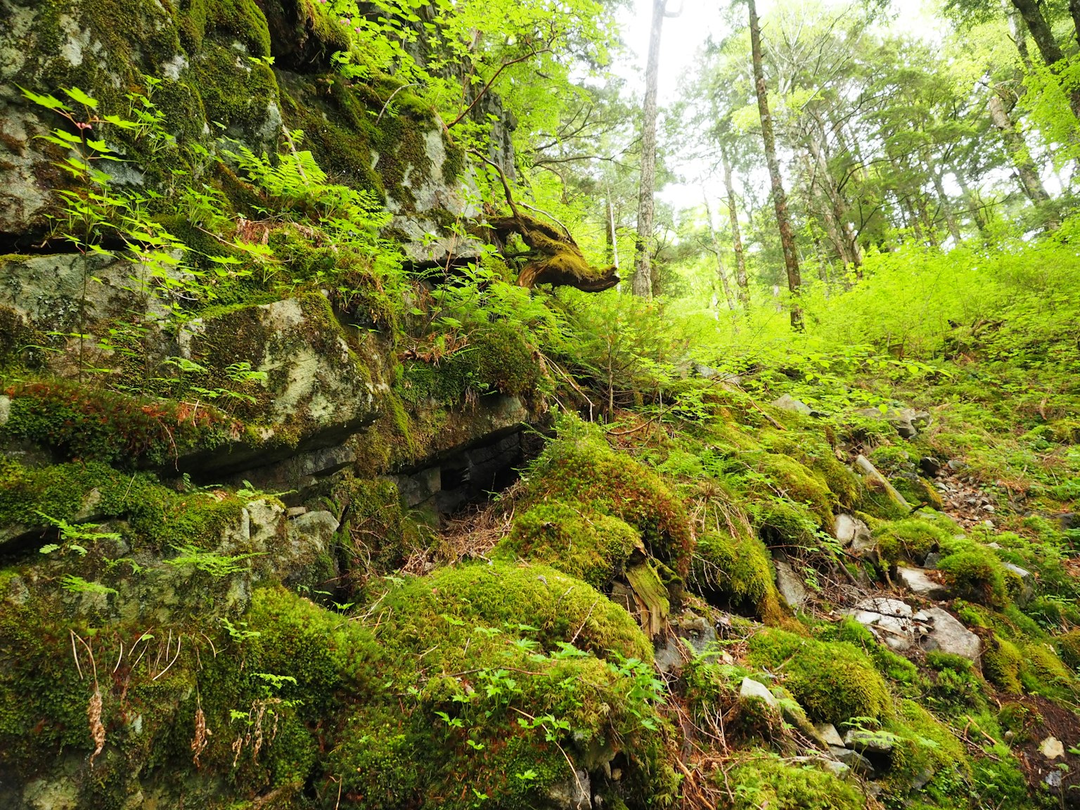 Üppige Waldszene mit moosbedeckten Felsen und Bäumen