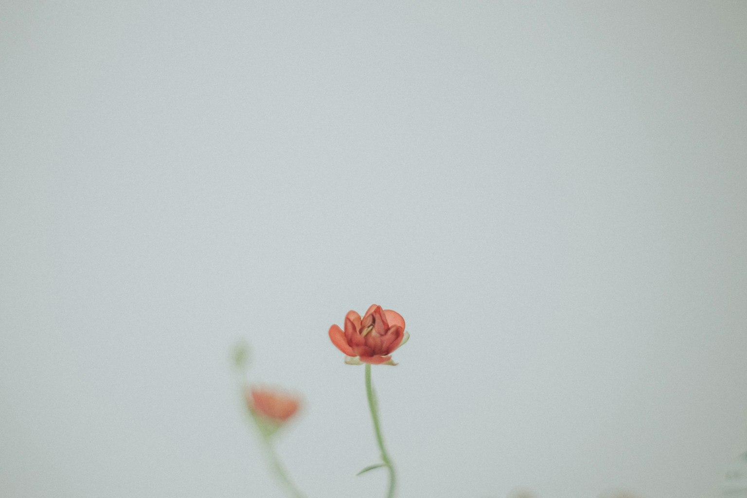 薄い背景に立つ赤い花のクローズアップ