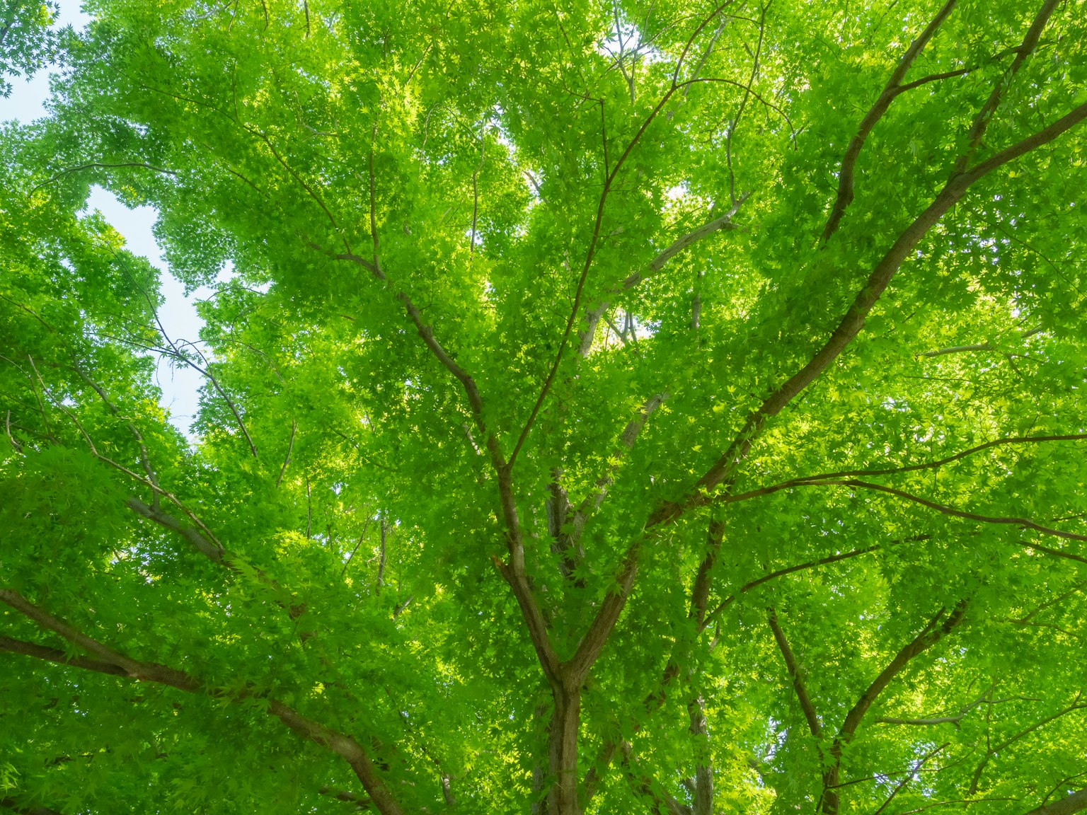 Vista de hojas verdes brillantes en la copa de un árbol