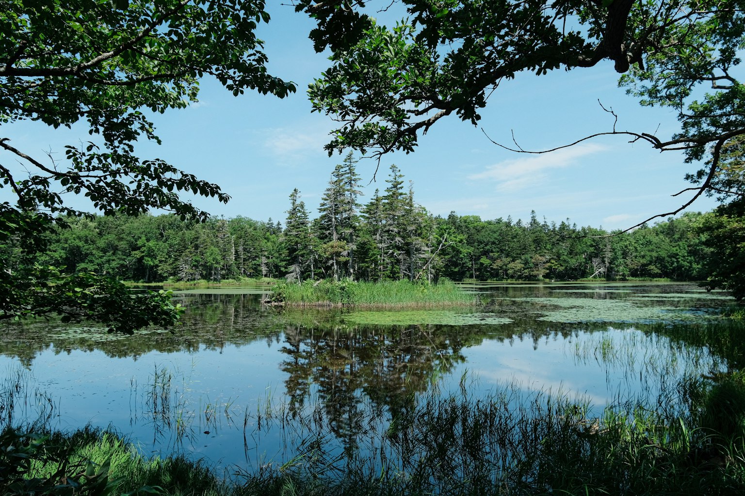 Lac tranquille entouré de verdure luxuriante et d'arbres