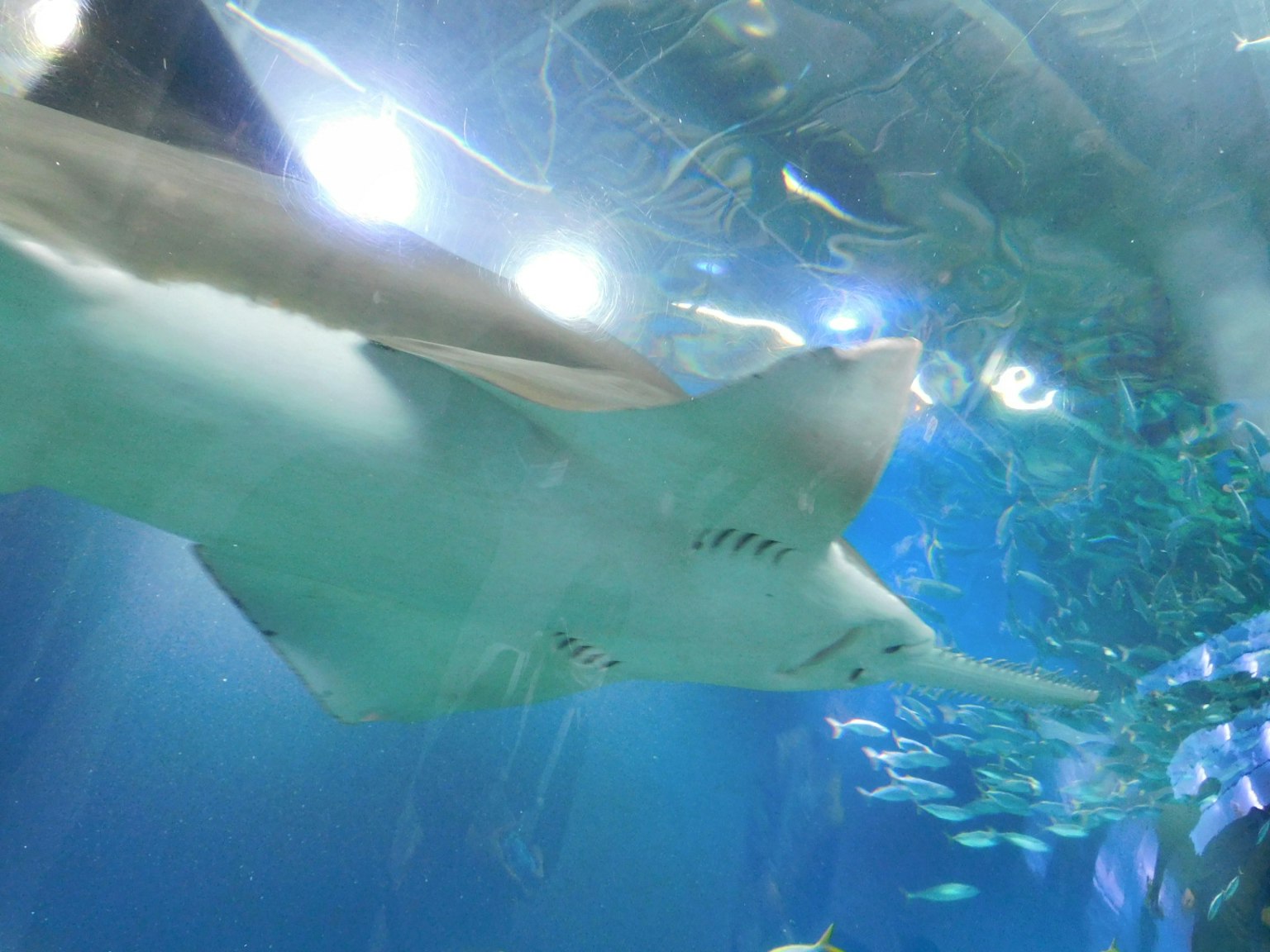 Image of a shark swimming underwater with blue hues and light reflections