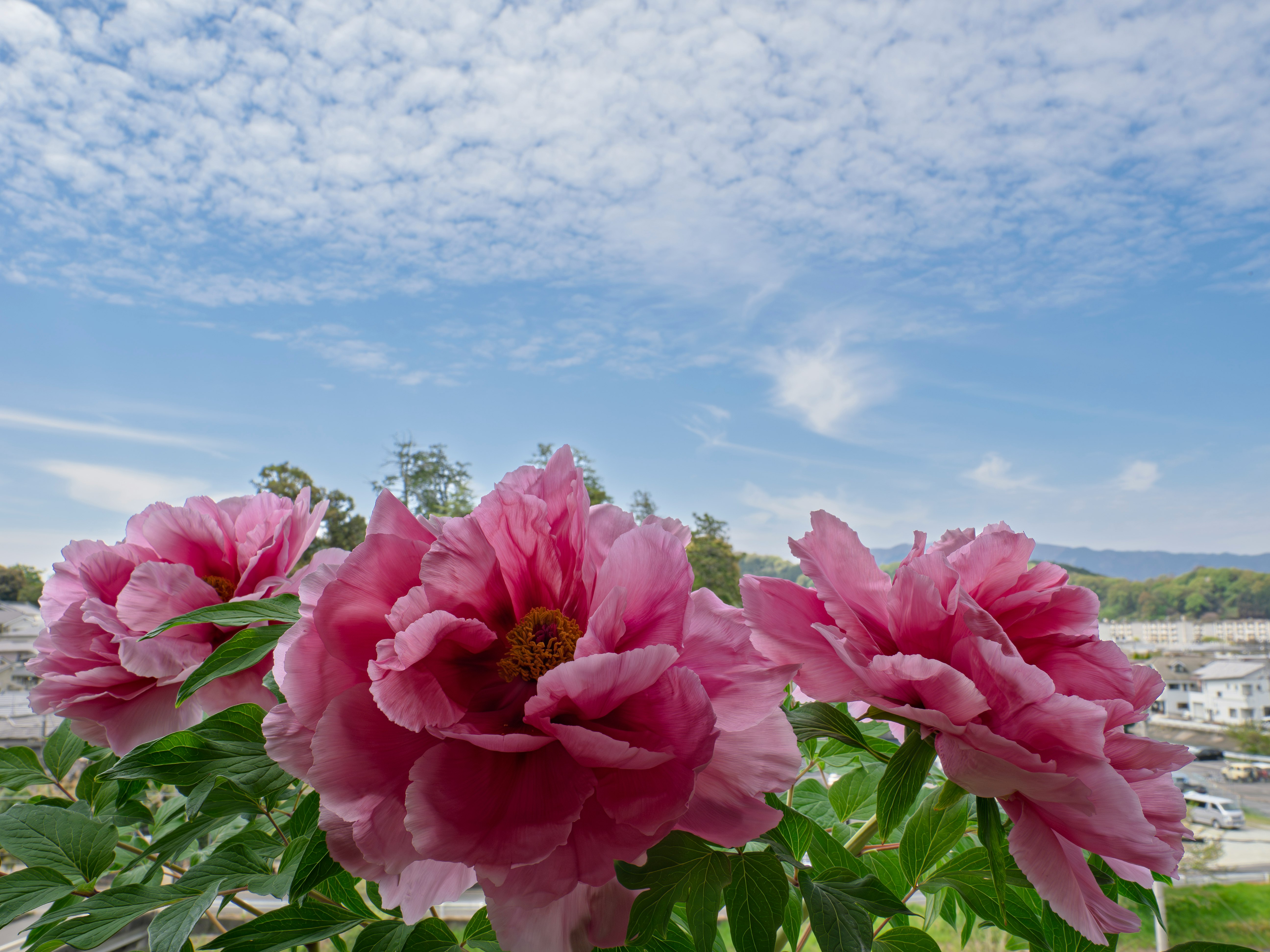 ベランダで咲く牡丹の花