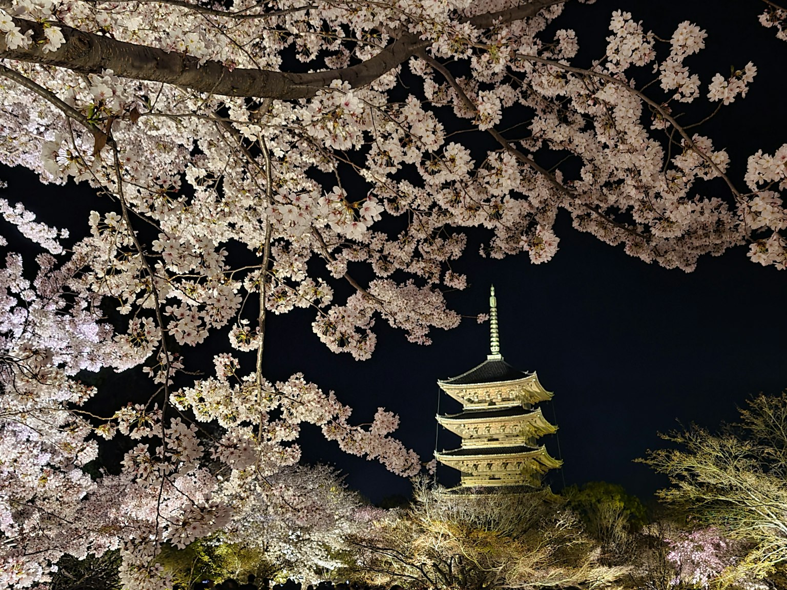 夜间樱花环绕的五层宝塔