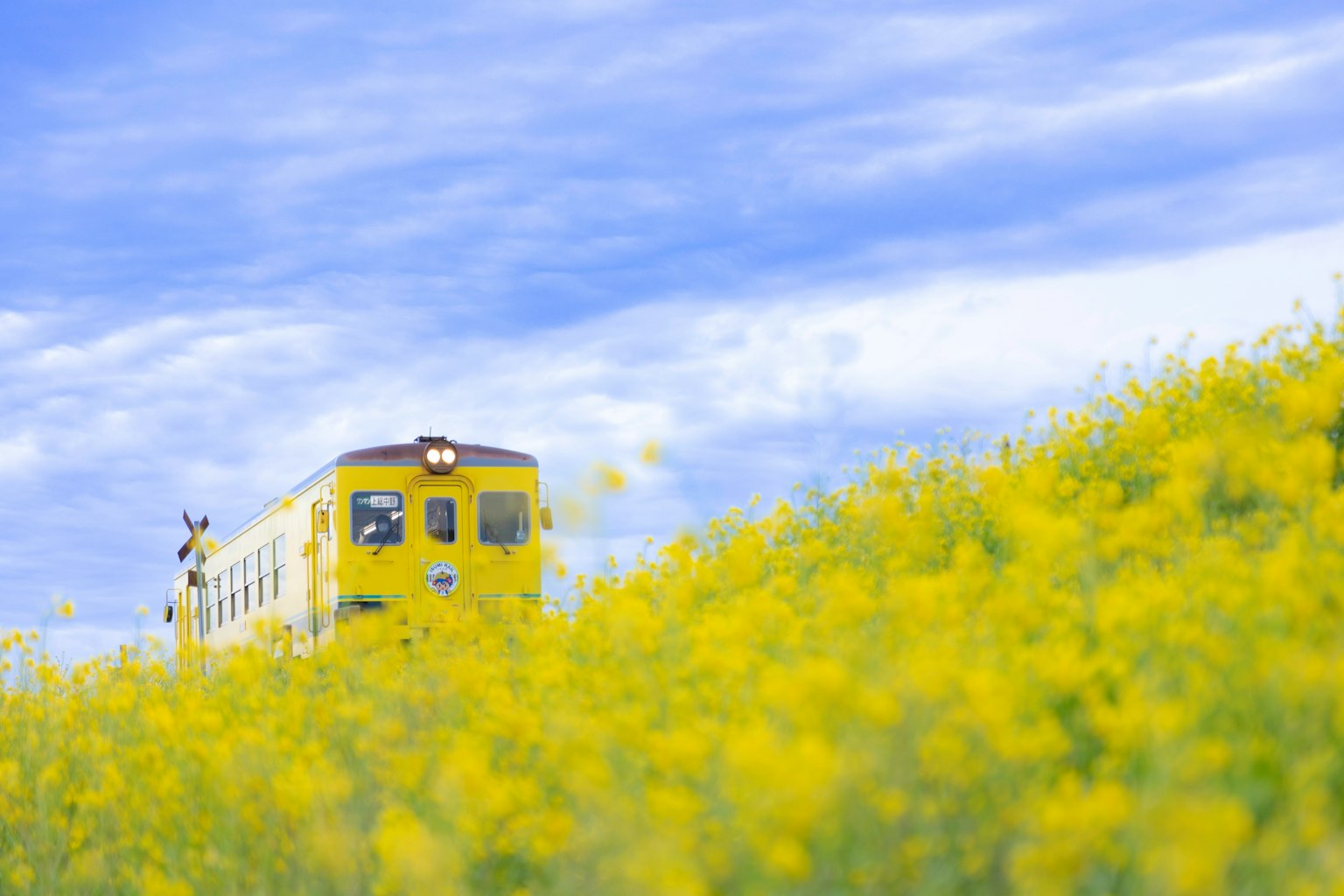 Treno giallo in un campo di fiori gialli sotto un cielo blu