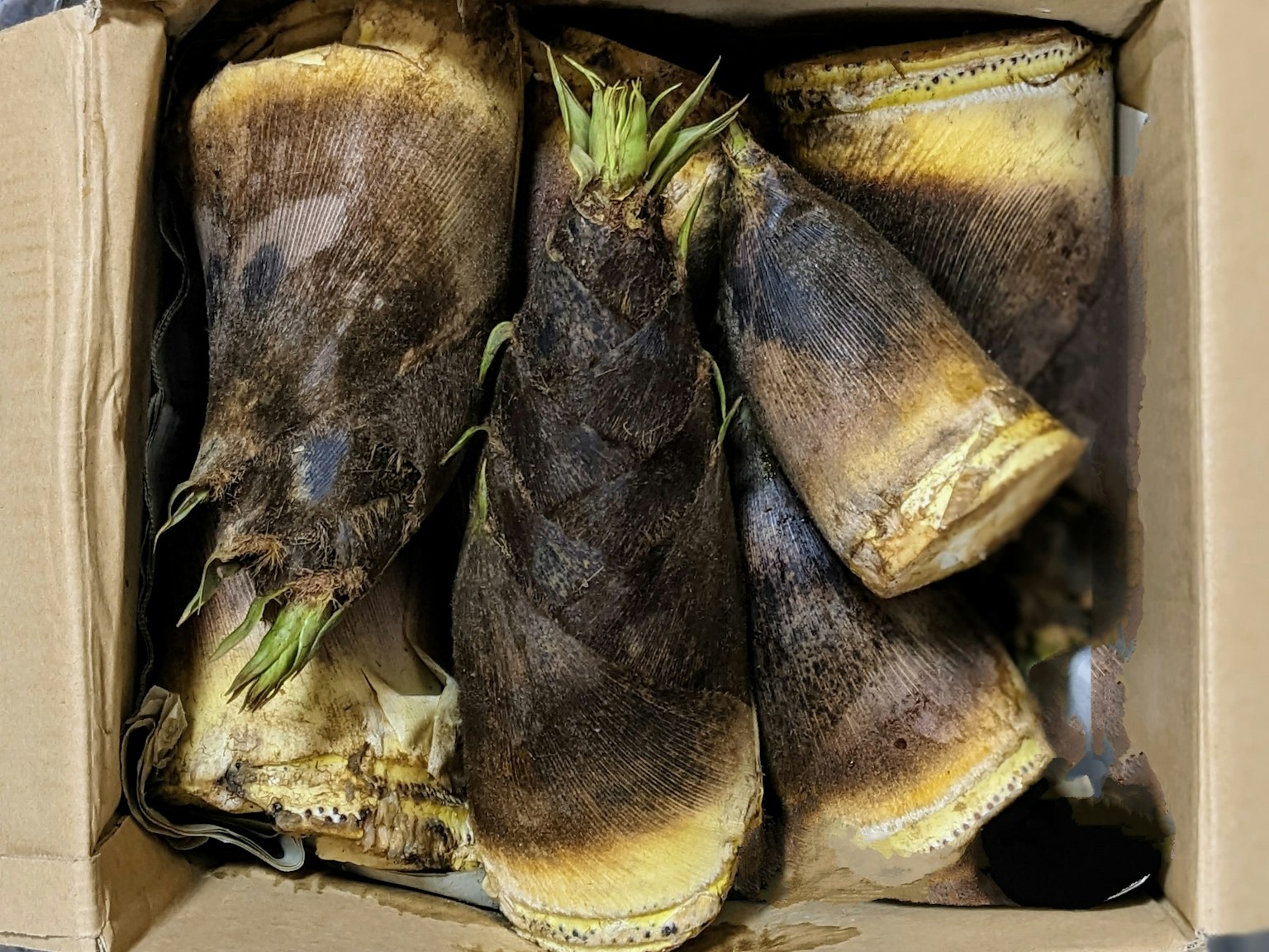 A box containing several bamboo shoots with dark brown outer layers
