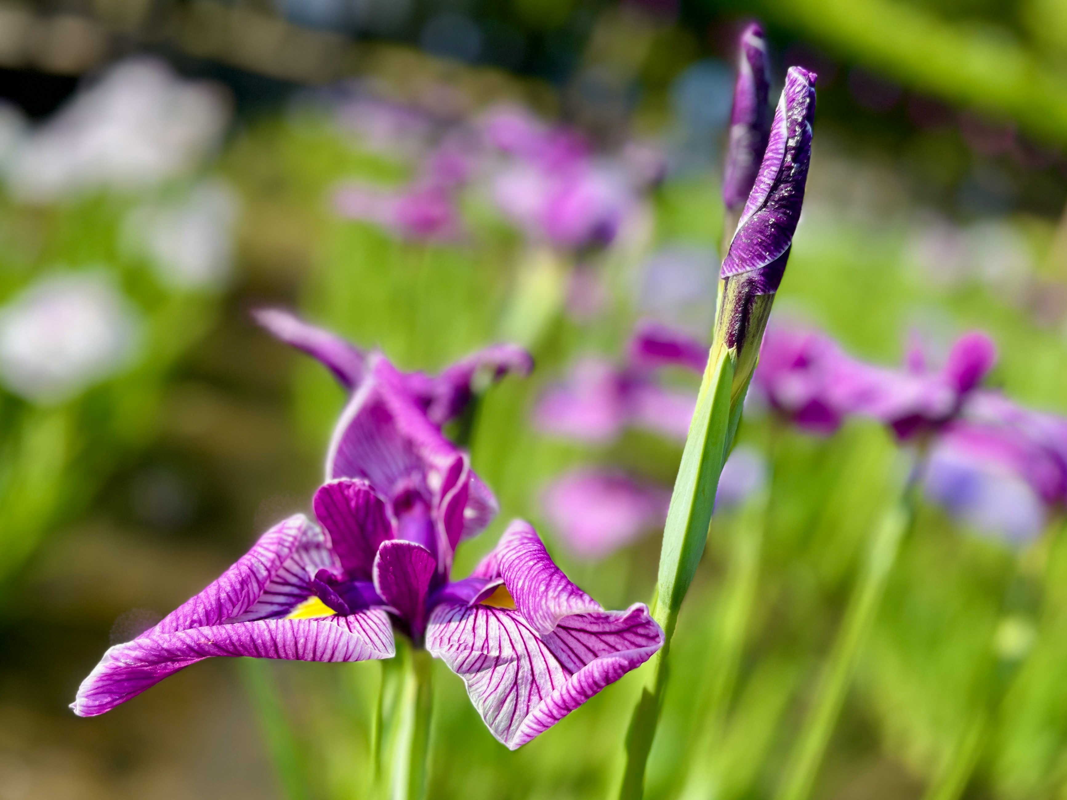 紫のアヤメの花と花びらのクローズアップ