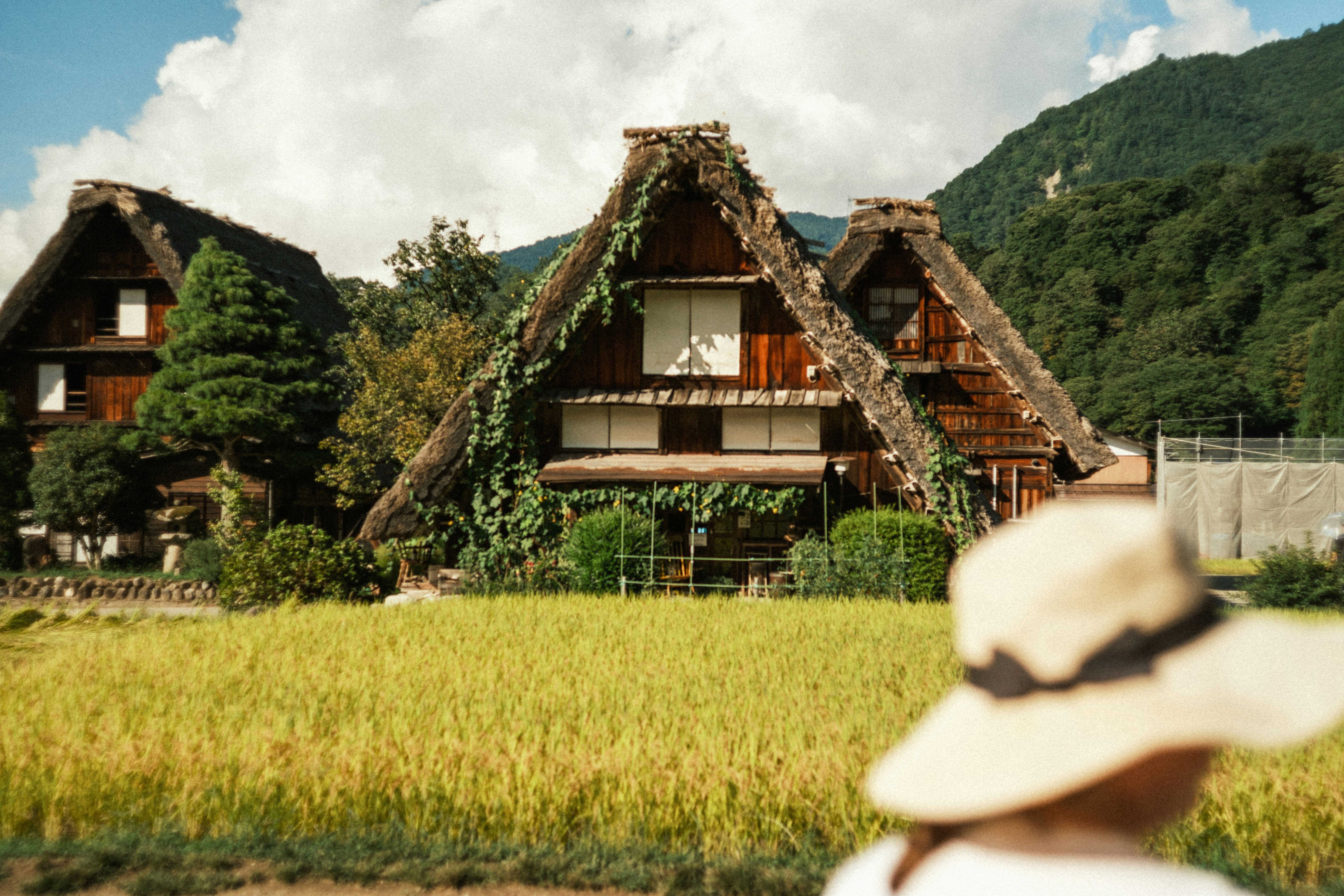 thatched-roof houses with green mountains in the rice-harvest season