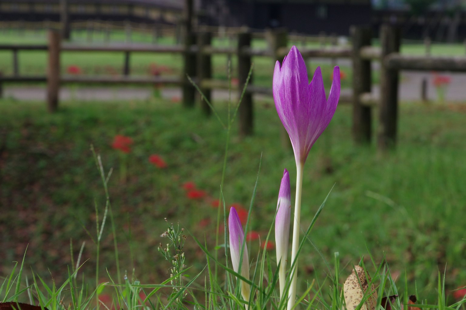 Flor morada en la hierba verde con una cerca de madera al fondo
