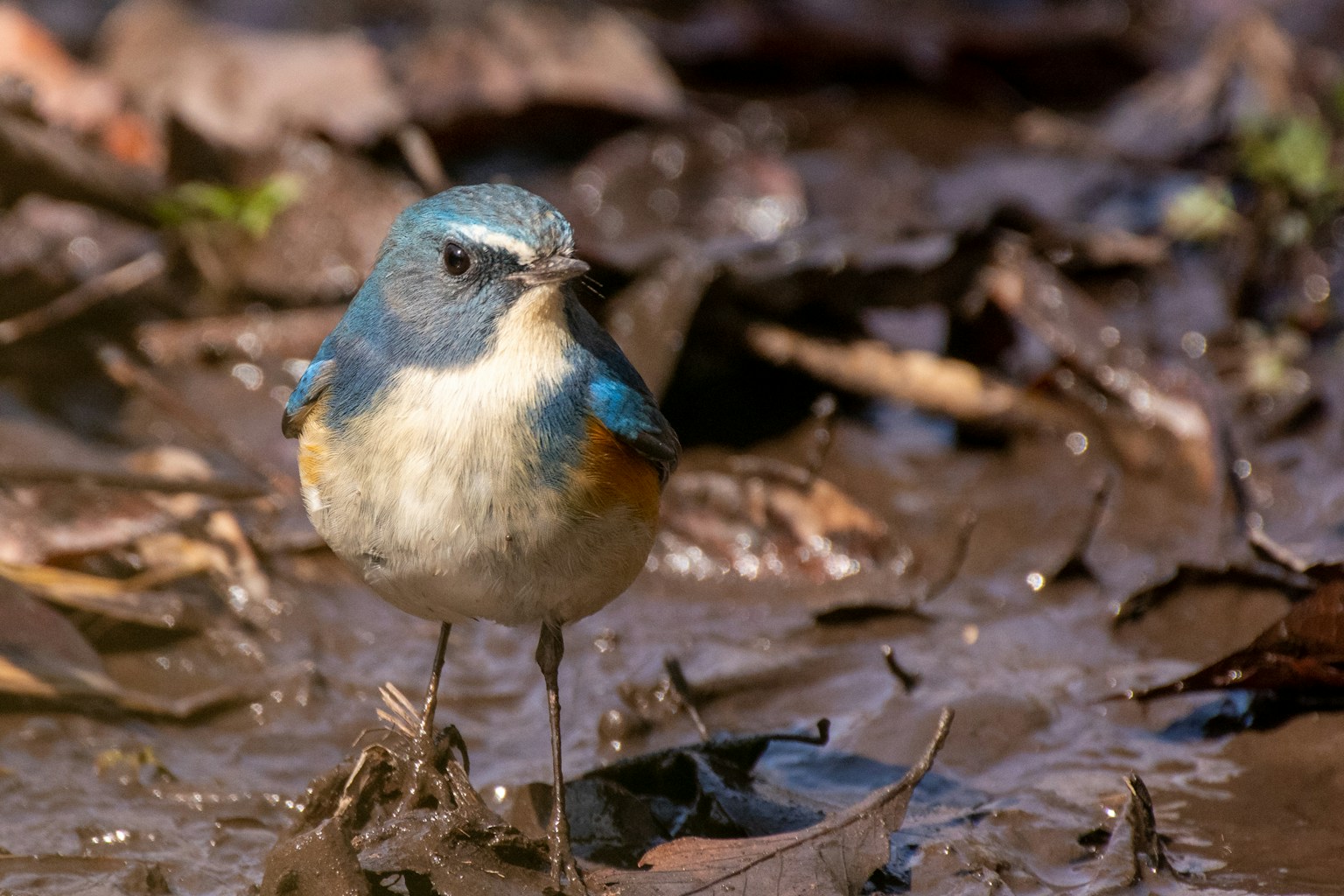 Un pájaro azul de pie en un suelo fangoso