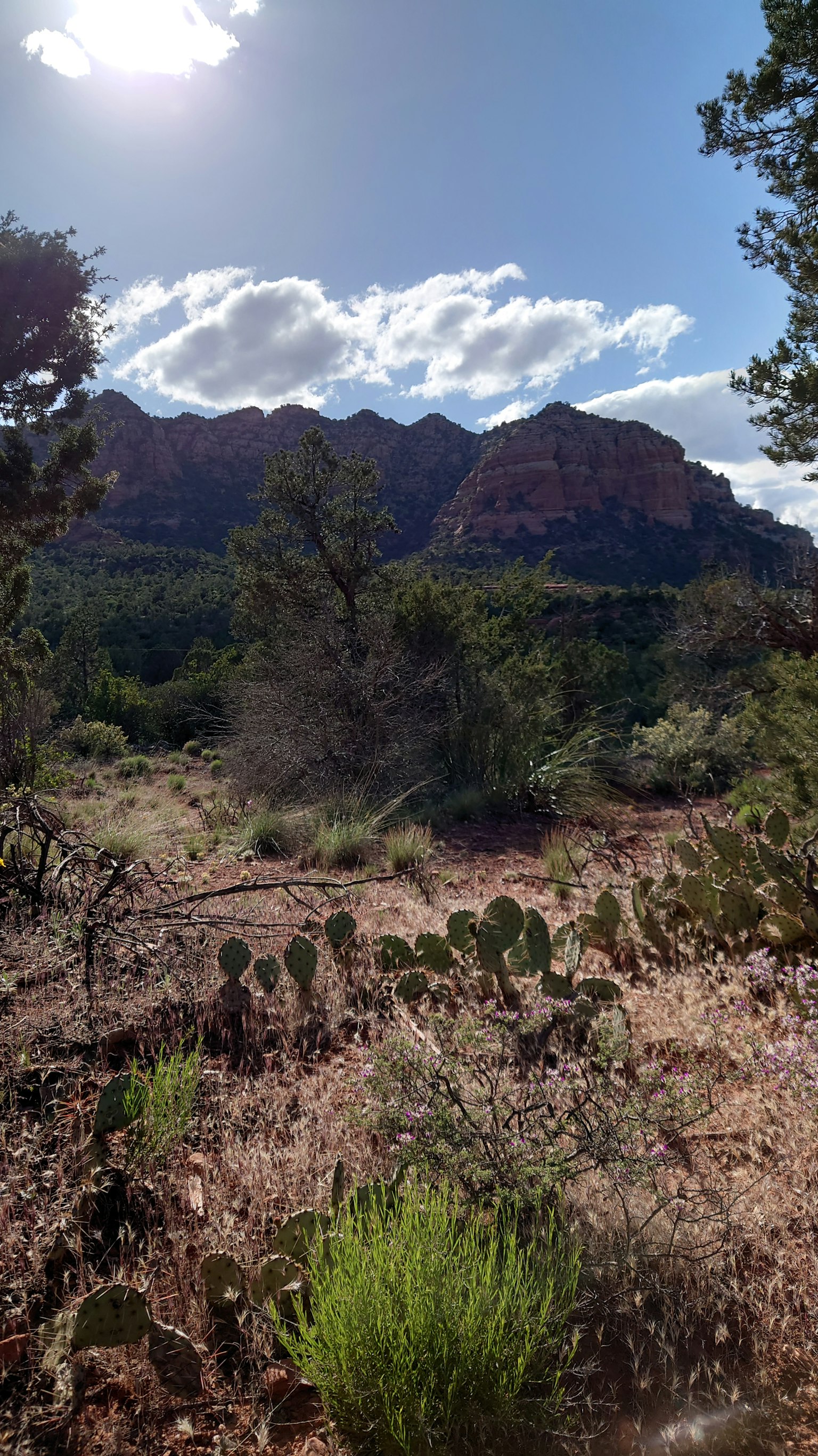 Lanskap gurun dengan kaktus dan semak-semak serta gunung Sedona di latar belakang