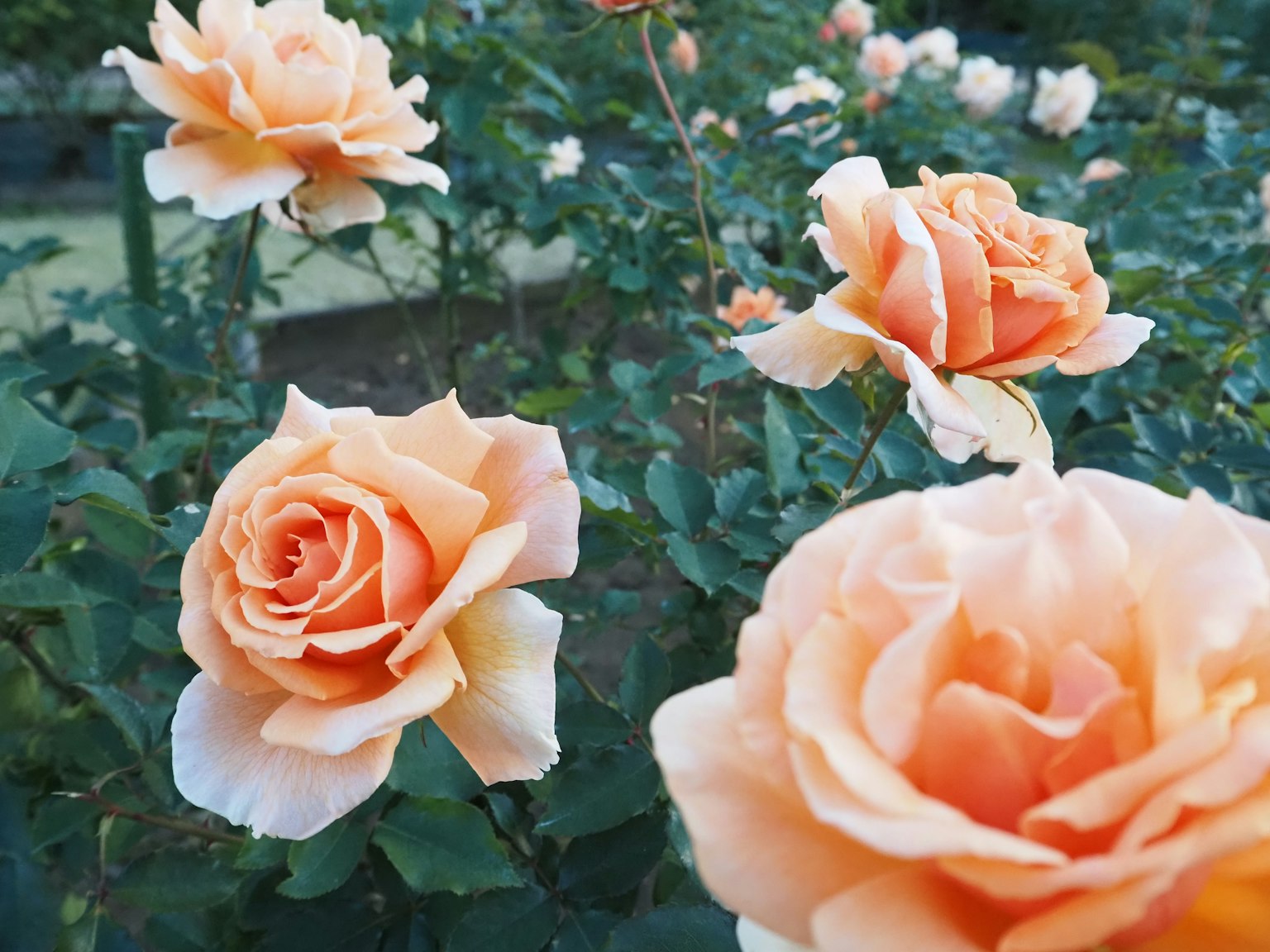 Belle rose arancioni che fioriscono in un giardino