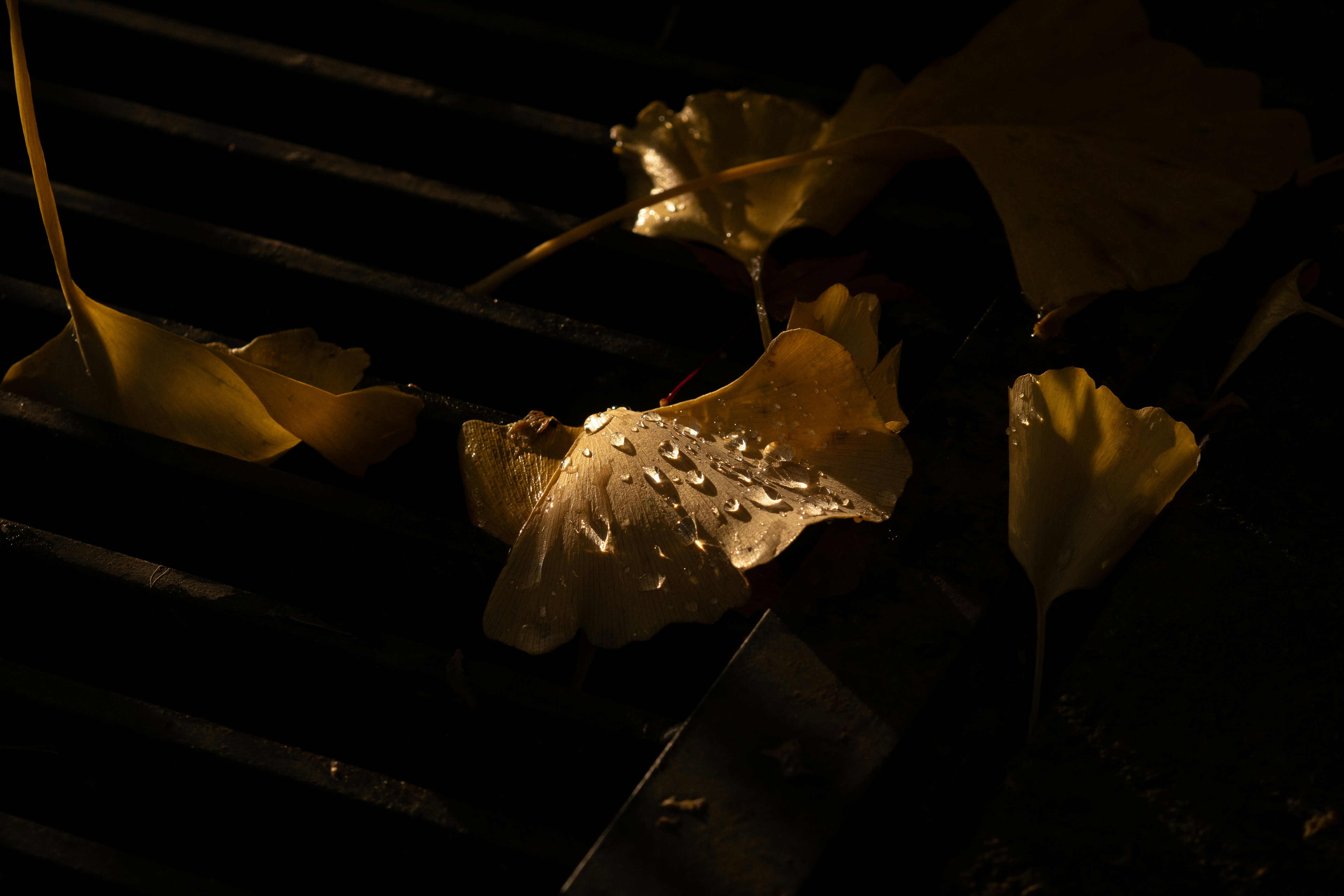 Pavés de nuit éclairés par des feuilles d’automne dans une ruelle