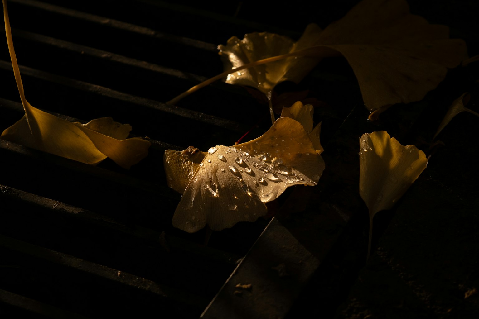 暗い背景に落ち葉と水滴がある写真