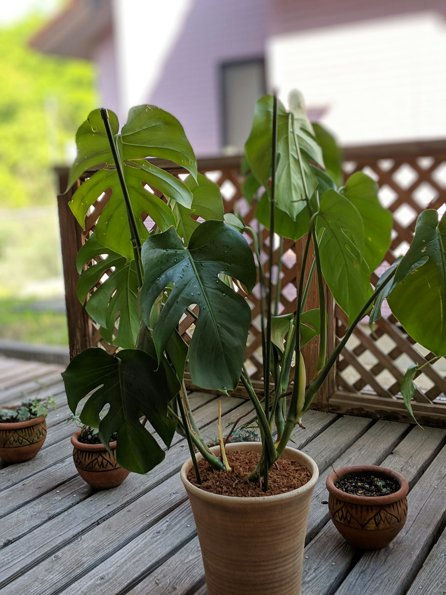 一盆蒙特拉植物放在木製平台上，旁邊可見其他小花盆