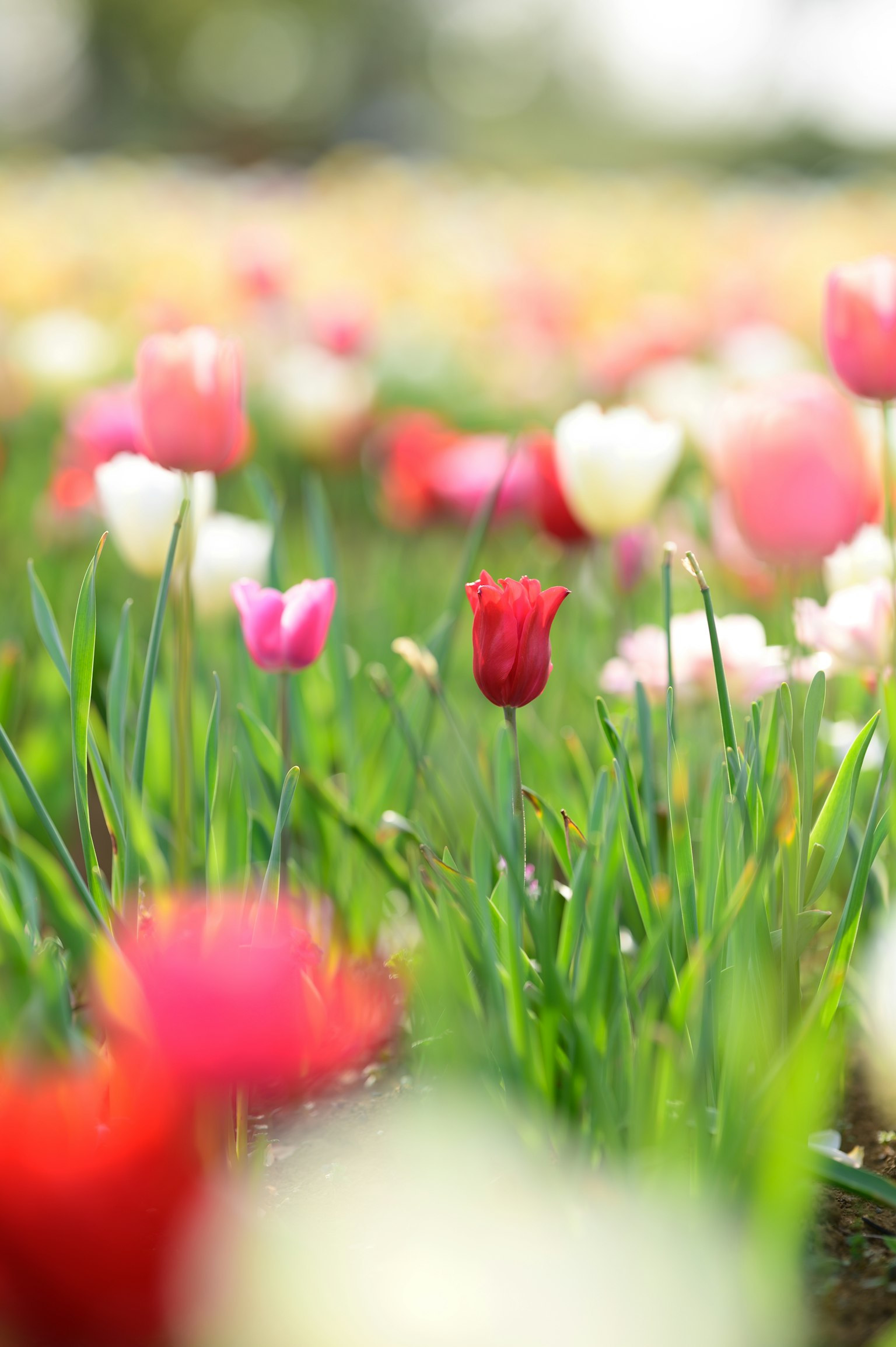 Un jardin de fleurs vibrant avec des tulipes de couleurs variées mettant en avant une tulipe rouge