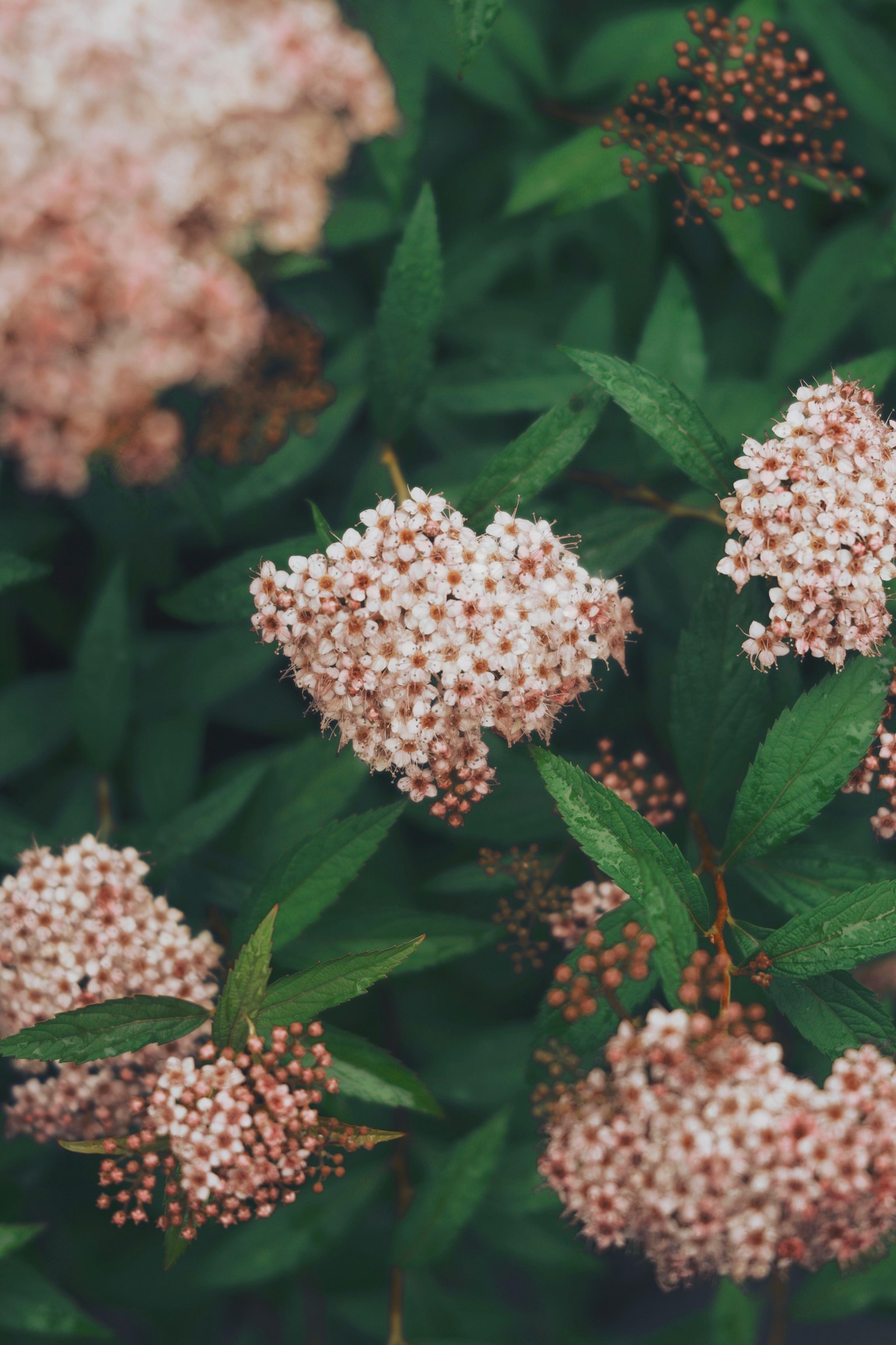 Racimos de pequeñas flores rosas rodeadas de hojas verdes