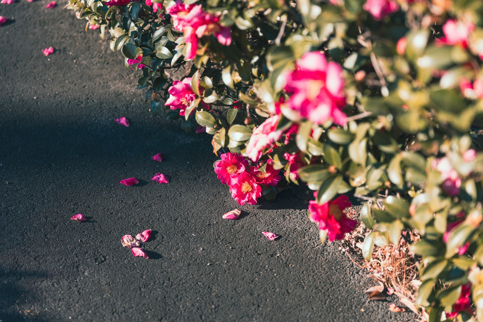 Rosa Blumen blühen entlang eines gepflasterten Weges mit verstreuten Blütenblättern