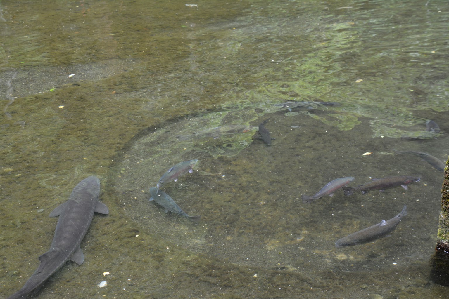 Peces nadando en agua clara varias especies visibles
