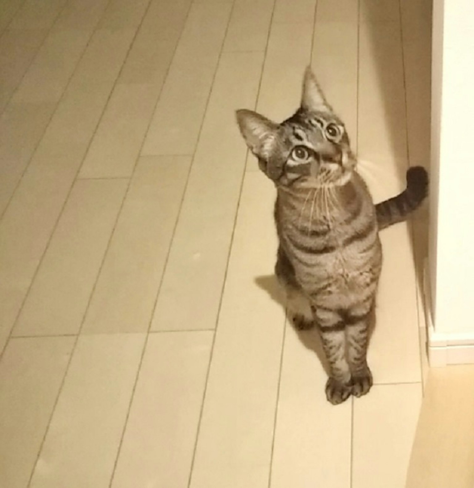 바닥에 서서 위를 쳐다보는 고양이