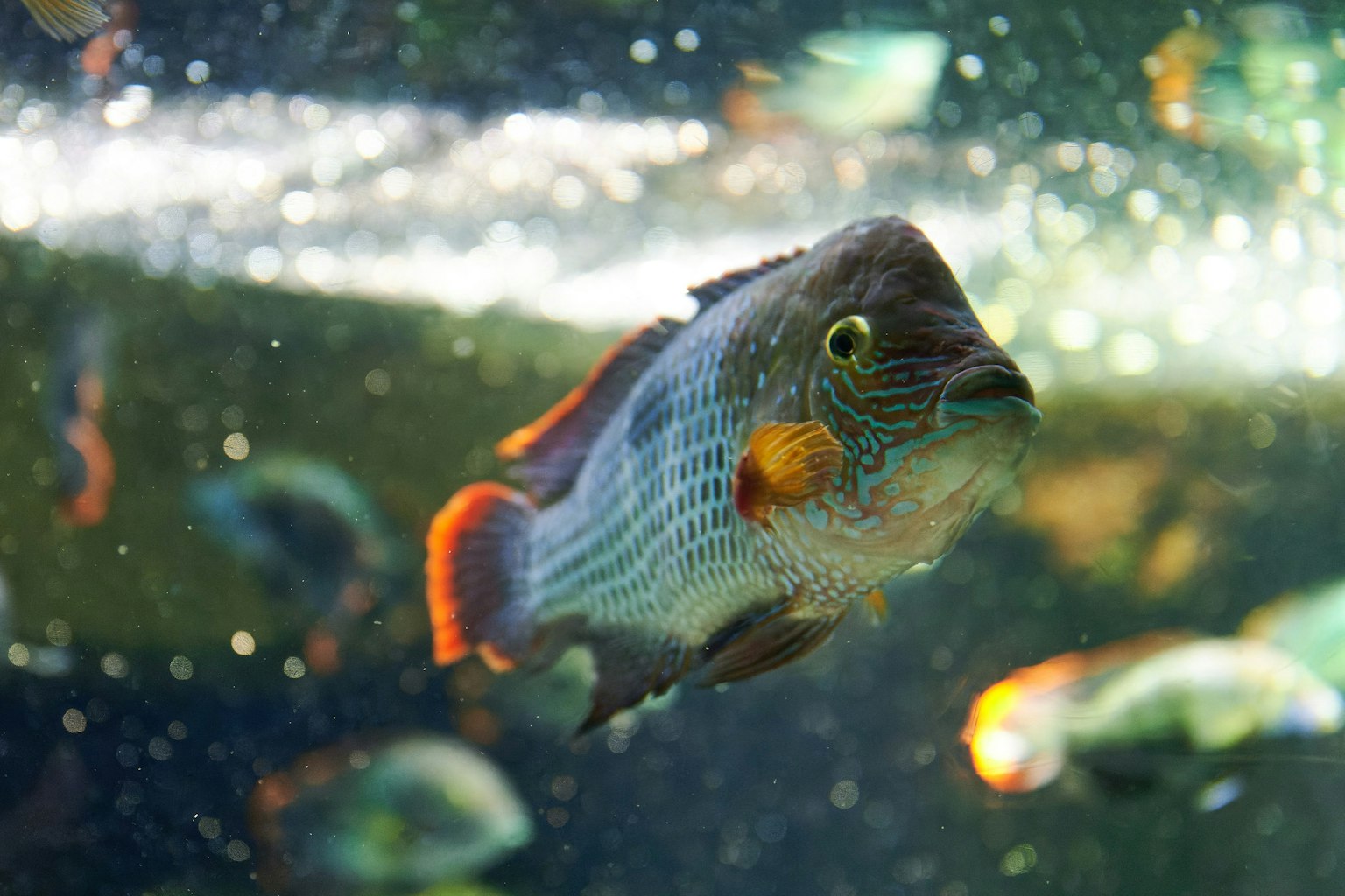Ein lebendiger Fisch schwimmt in einem Aquarium mit Blasen