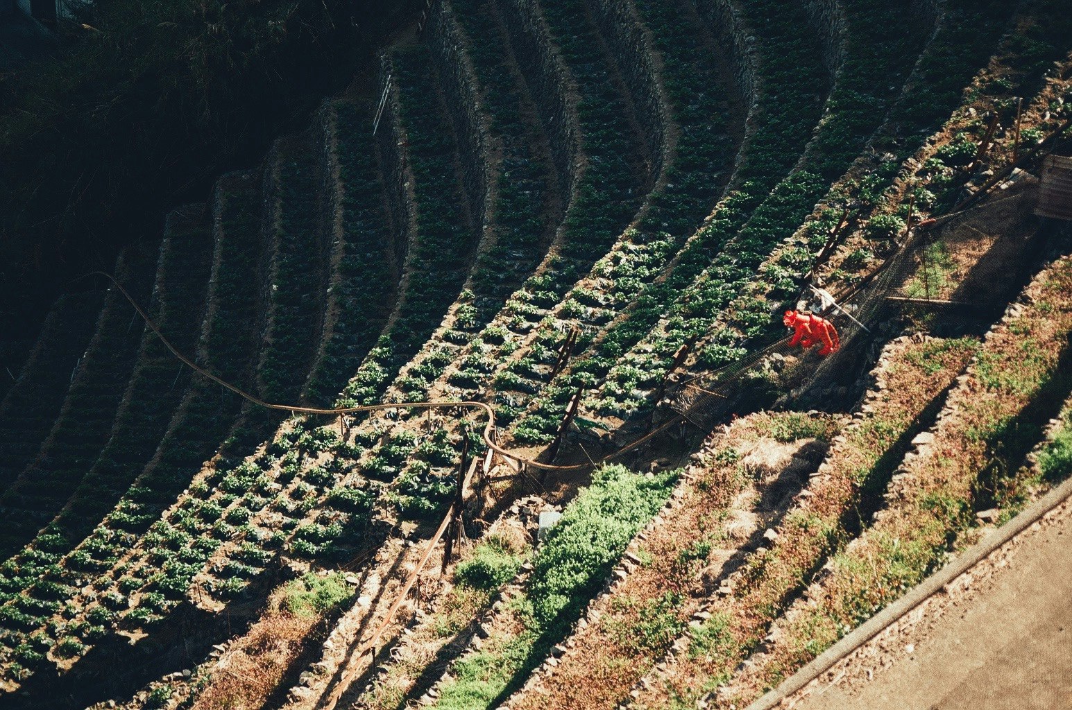 terraced hillside fields with a red tiger guardian figure